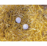 Faux œufs de poule argile - Universel