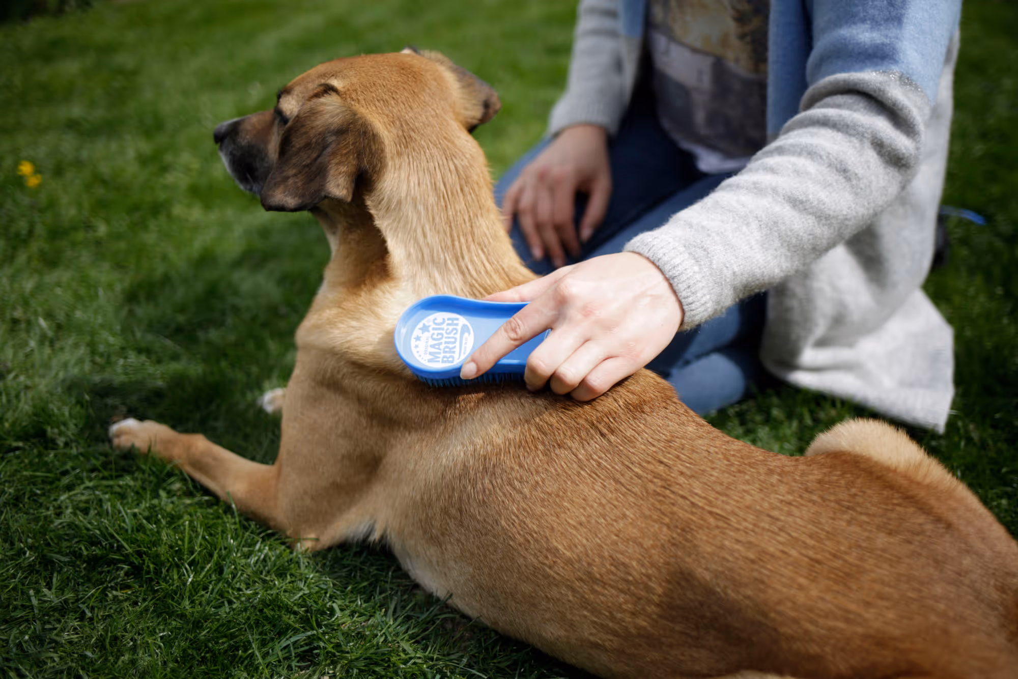 MagicBrush Dog blue sky