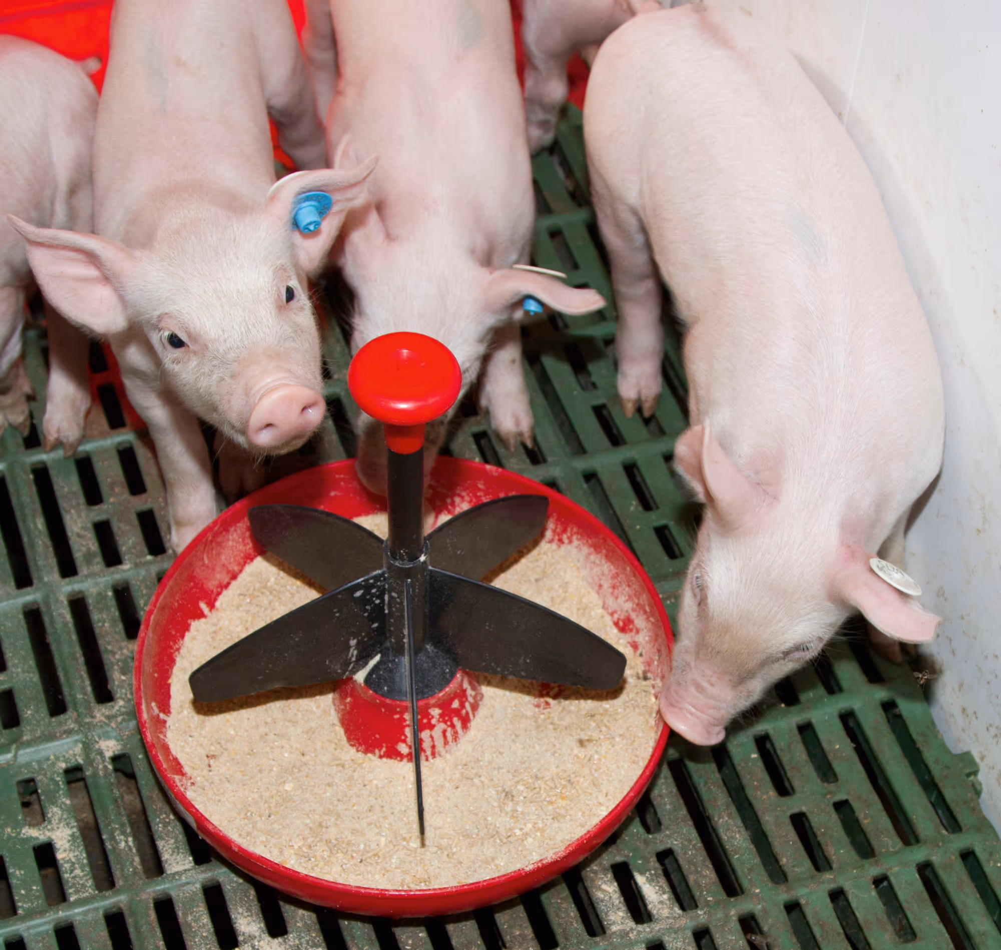 Mangeoire MINI-Piglet pour porcelets 2litres