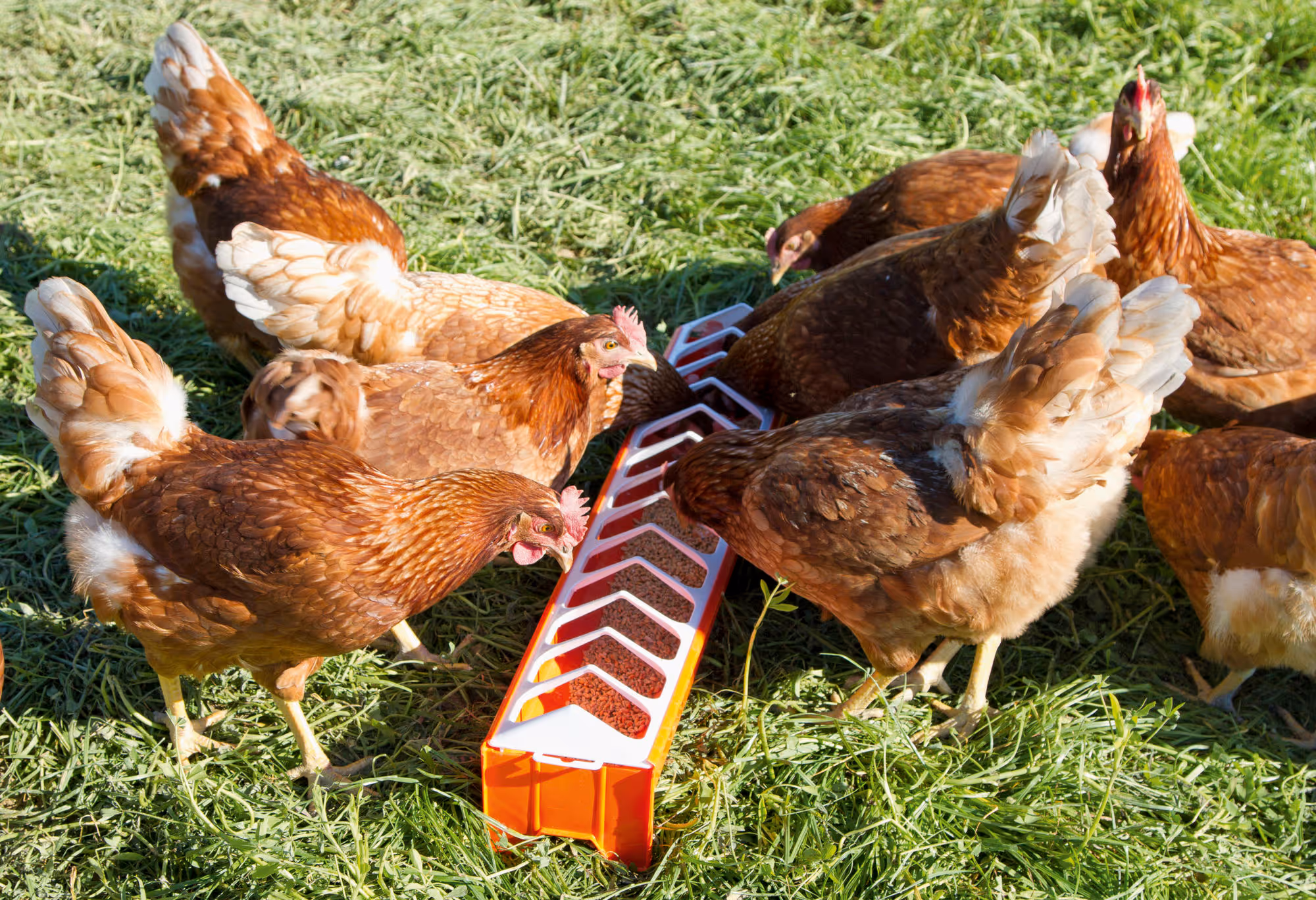 Mangeoire PVC pour poule 12x75cm