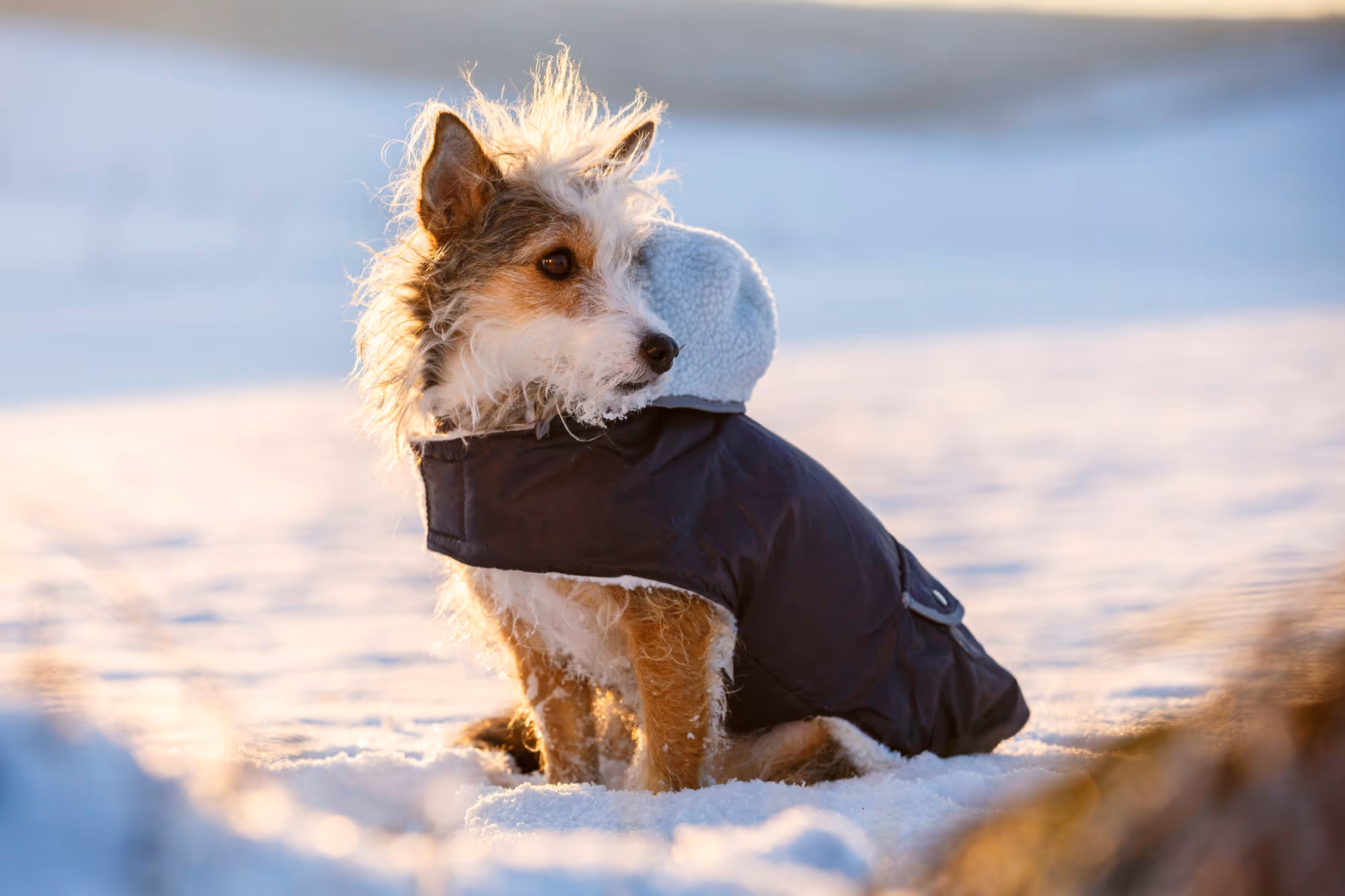 Manteau chaud pour chien Teddy 27cm