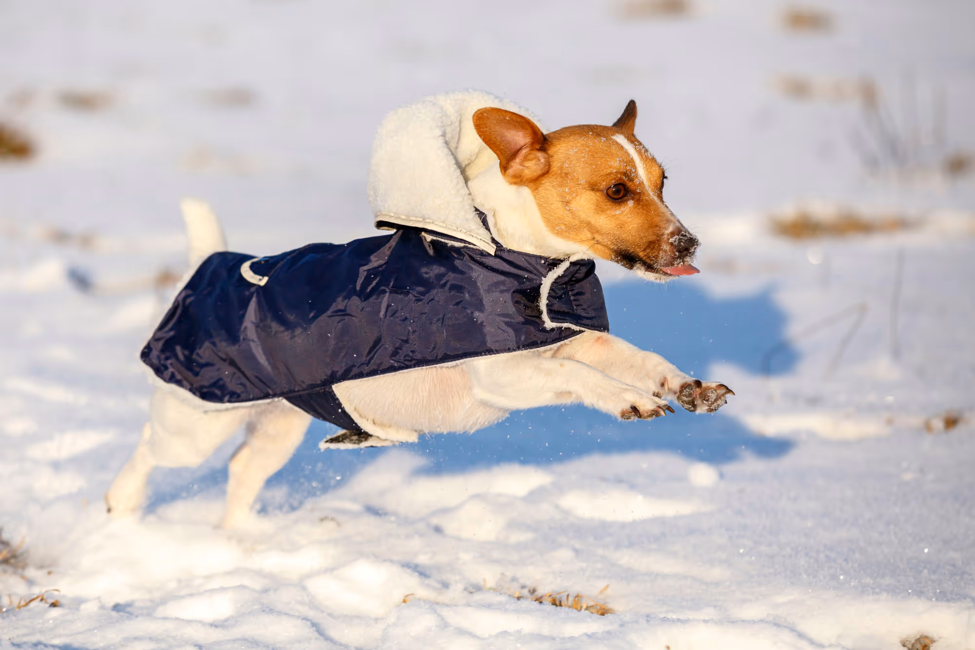 Manteau chaud pour chien Teddy 27cm