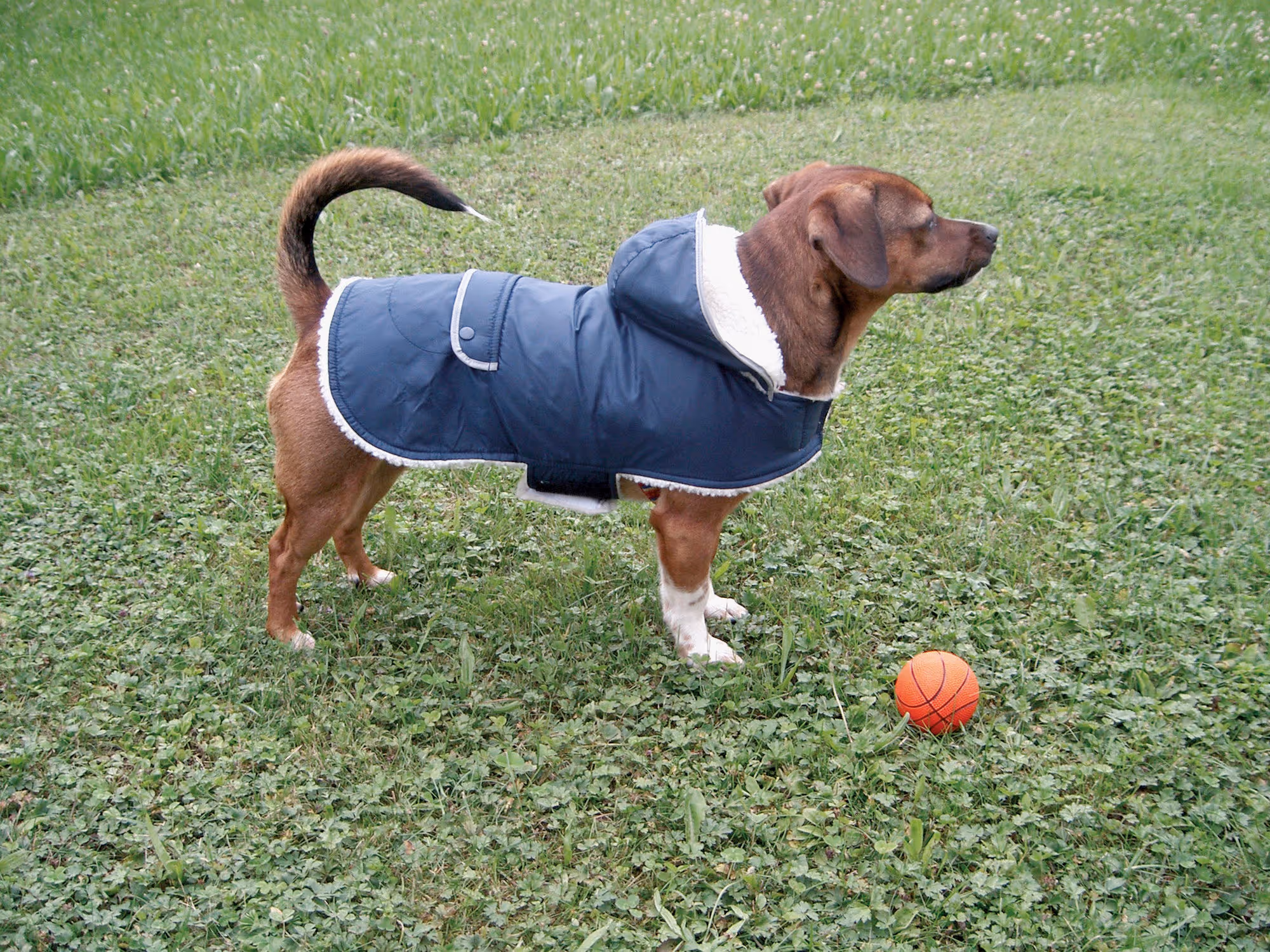 Manteau chaud pour chien Teddy 41cm