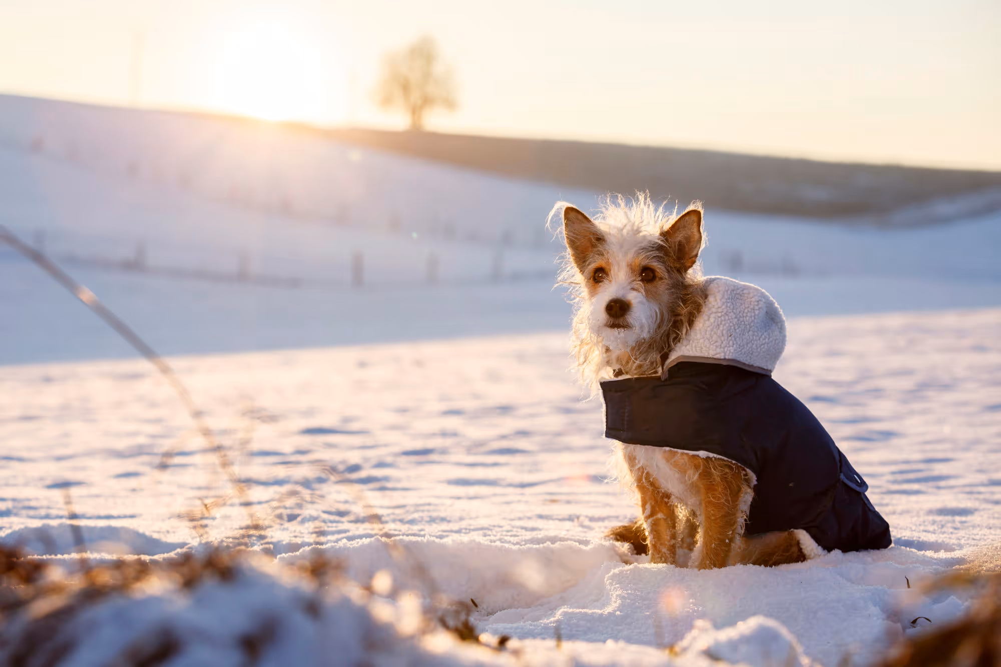 Manteau chaud pour chien Teddy 41cm