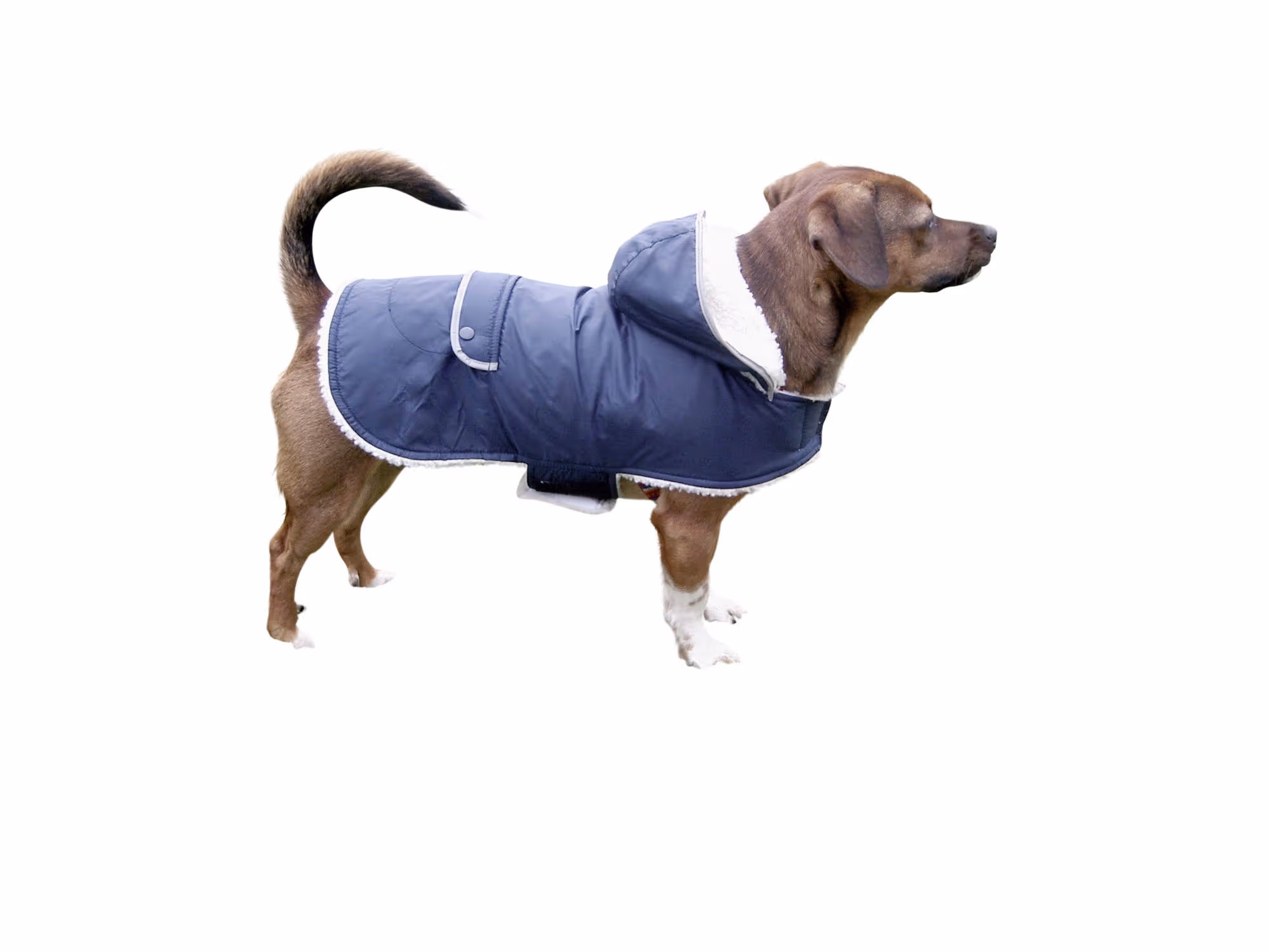 Manteau chaud pour chien Teddy 41cm