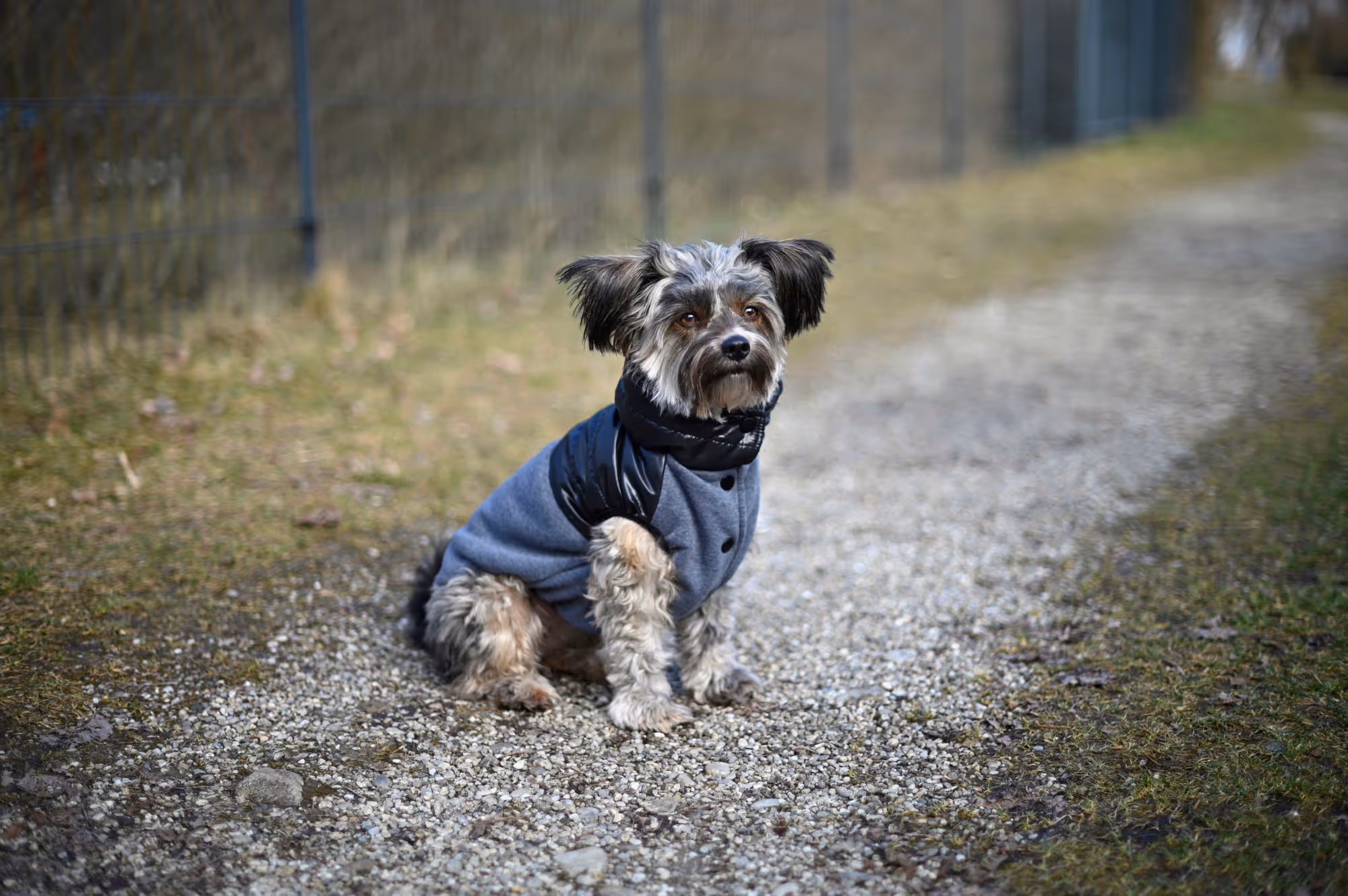 Manteau pour chien Quebec gris/noir, taille L, 45 cm