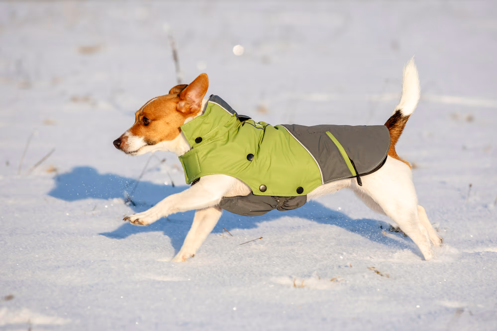 Manteau pour chien Vancouver gris/vert, taille XL, 50cm