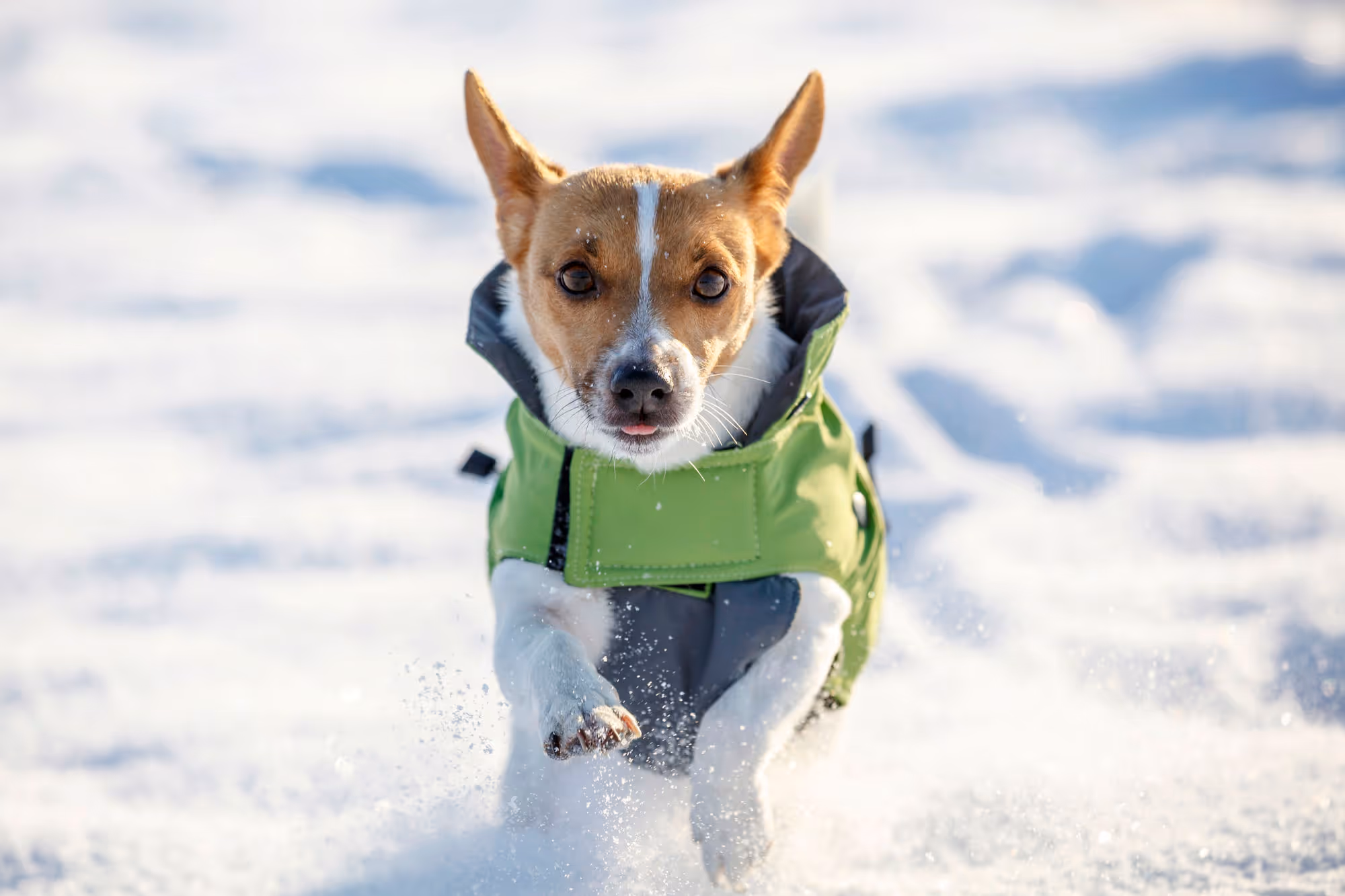 Manteau pour chien Vancouver gris/vert, taille XS, 30cm