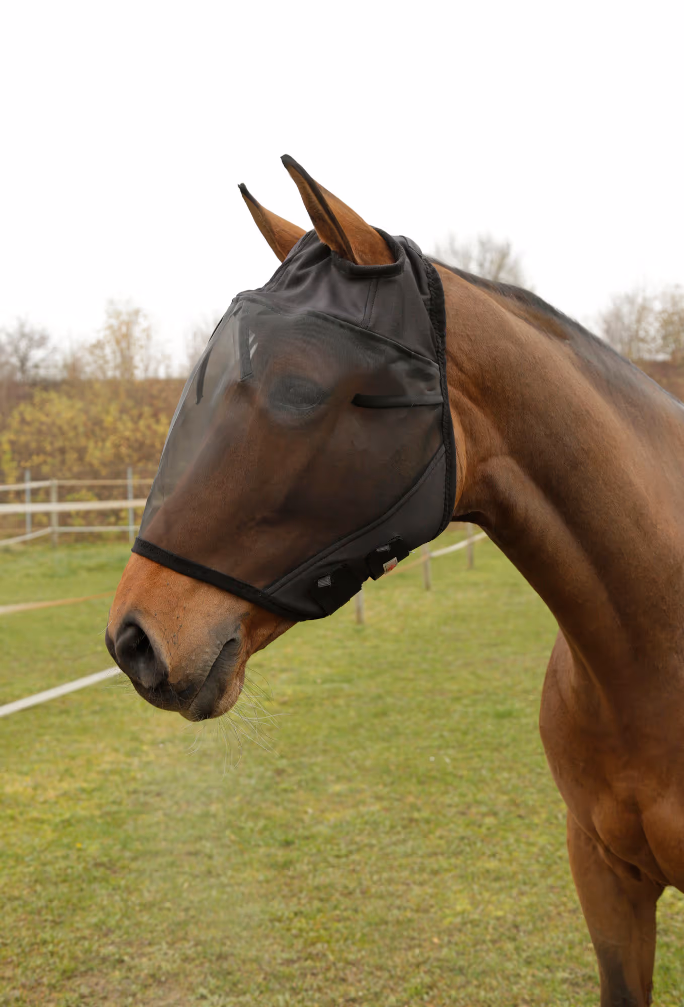 Masque anti-mouche pony