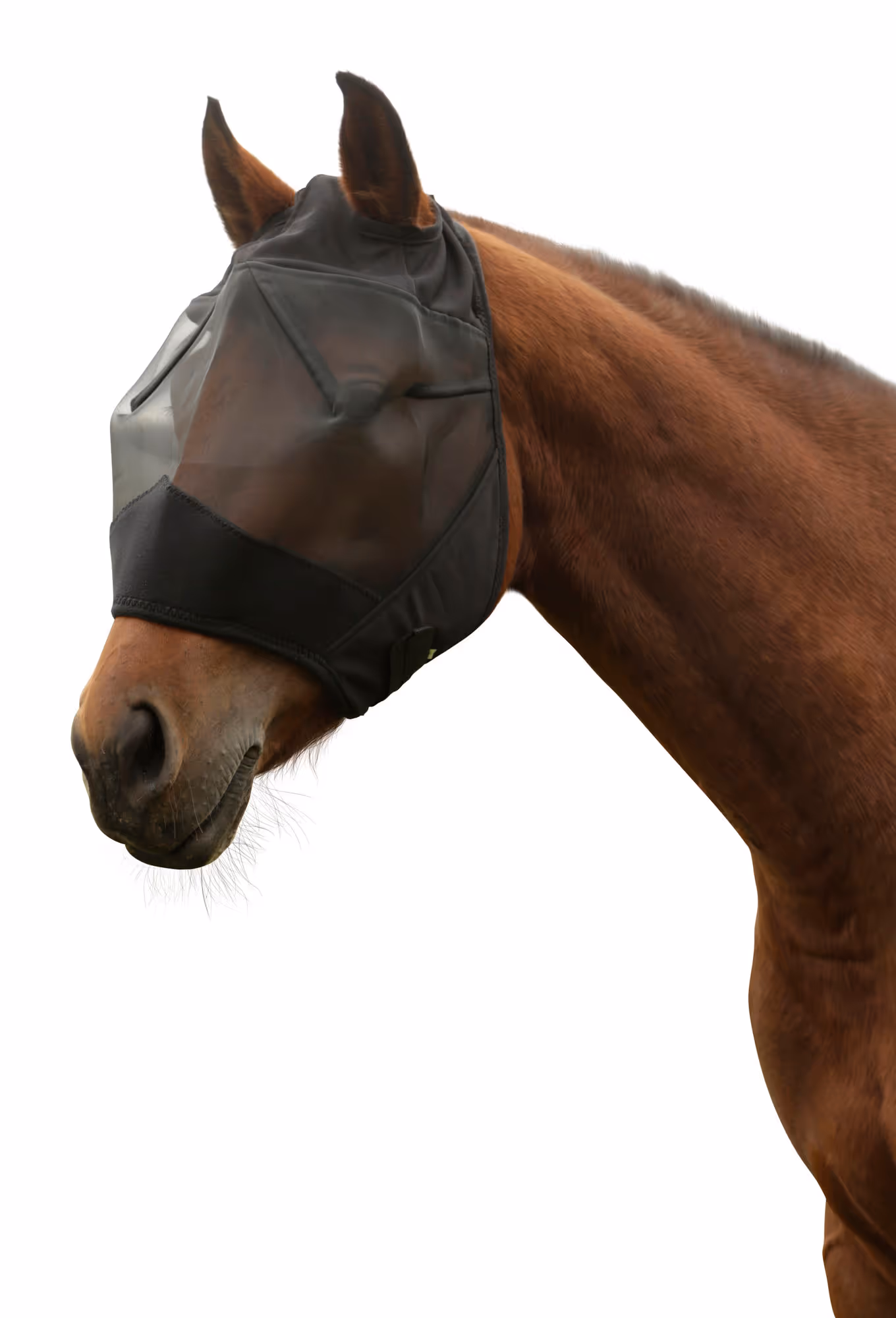 Masque anti-mouche pony