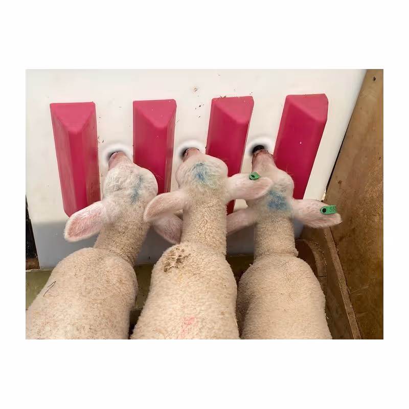Milk Bar® Teat Separator 3 tétines pour agneau