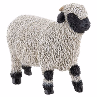 MOUTON NEZ NOIR DU VALAIS PAPO