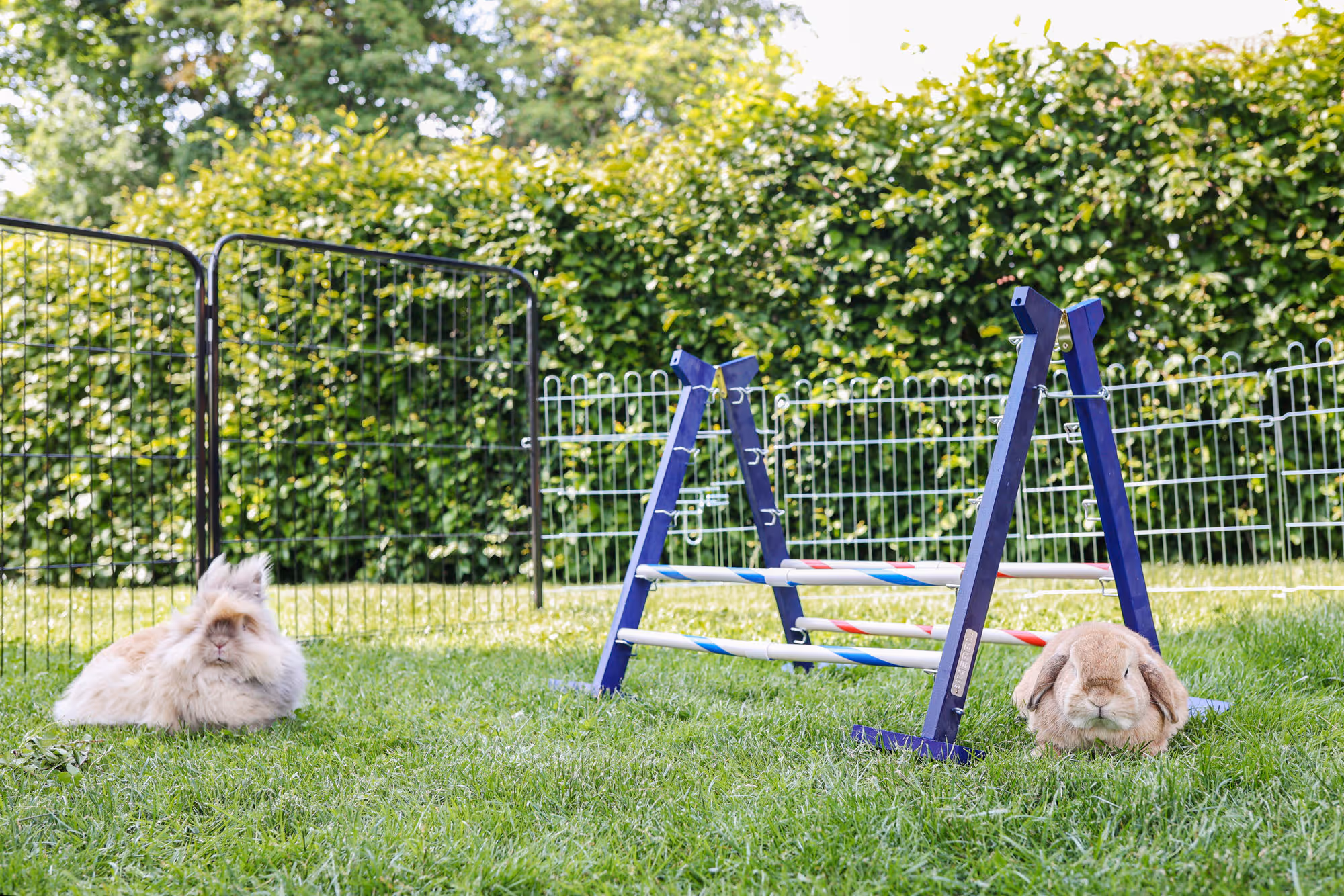 Obstacle combiné Agility rongeur, 7-92x62cm, H.max.49cm