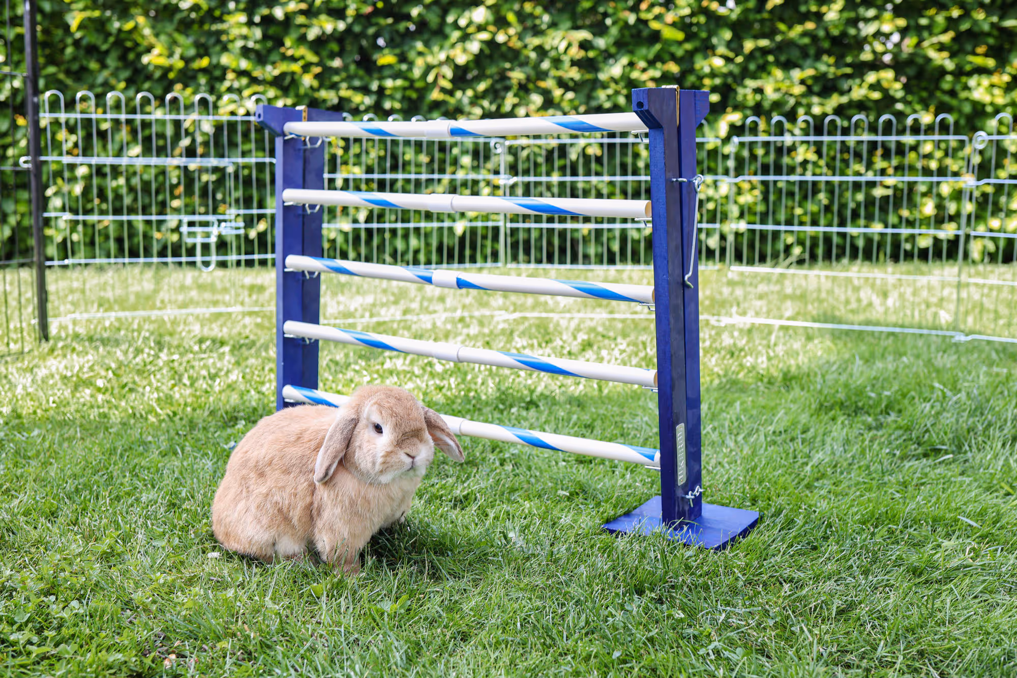 Obstacle combiné Agility rongeur, 7-92x62cm, H.max.49cm