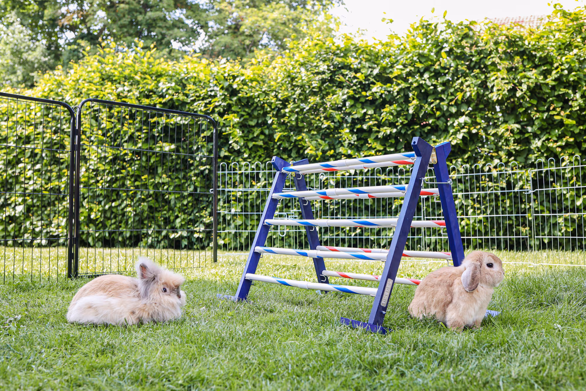 Obstacle combiné Agility rongeur, 7-92x62cm, H.max.49cm