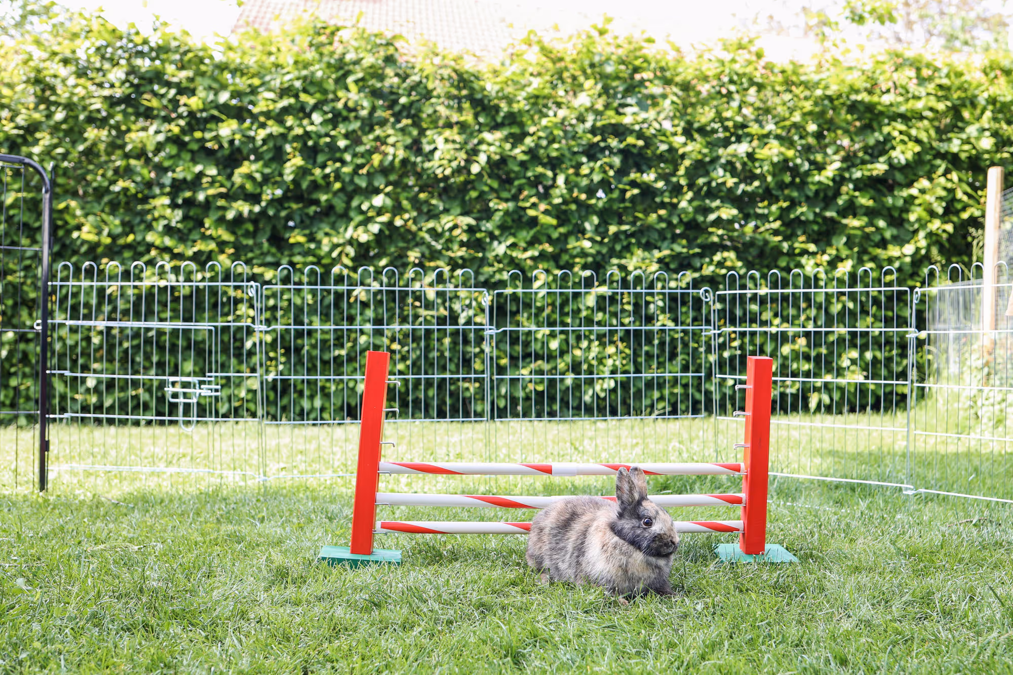 Obstacle en hauteur Agility rongeur, 70X5X35cm