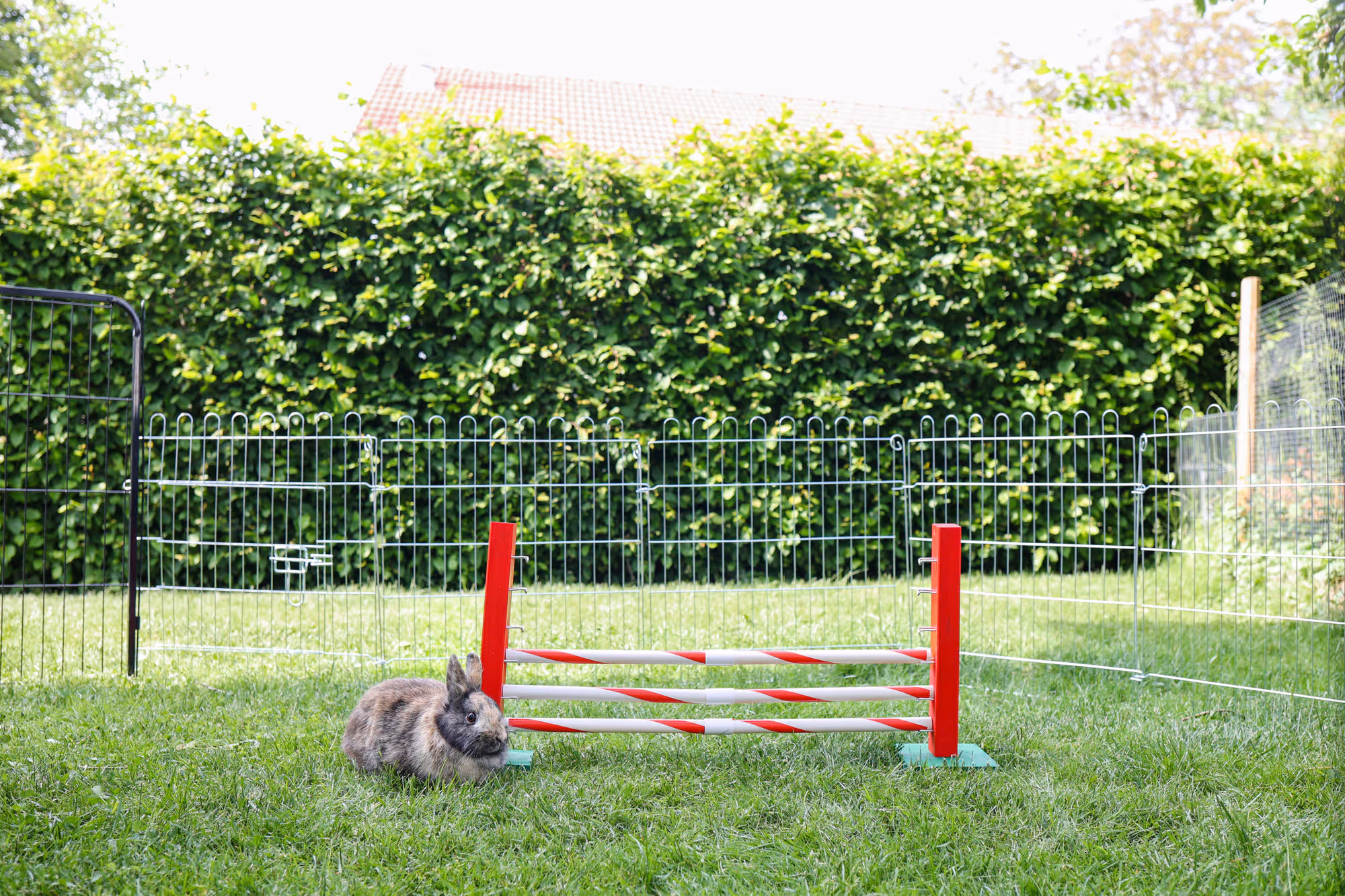 Obstacle en hauteur Agility rongeur, 70X5X35cm