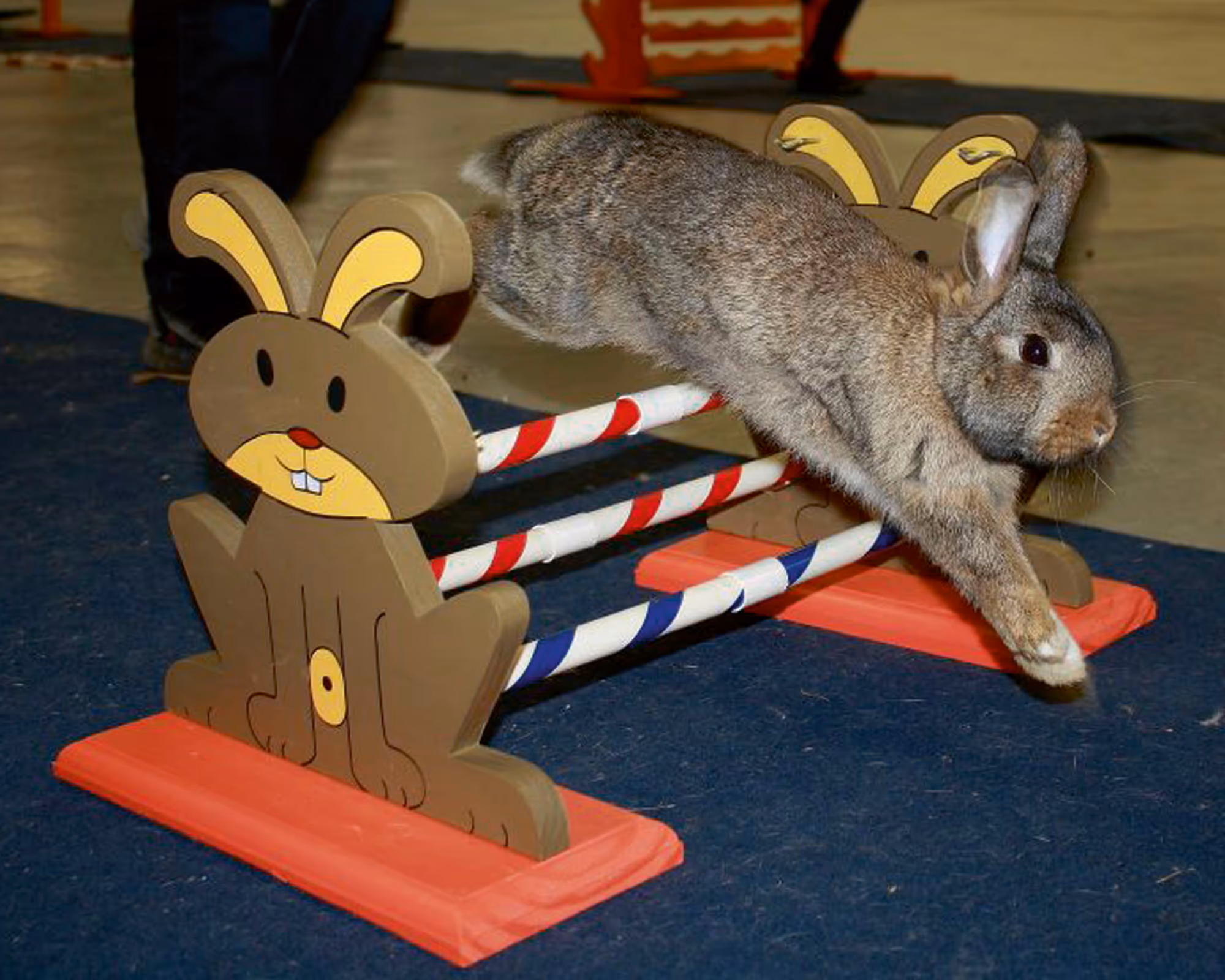 Obstacle pour rongeur Agility 62X33X34cm