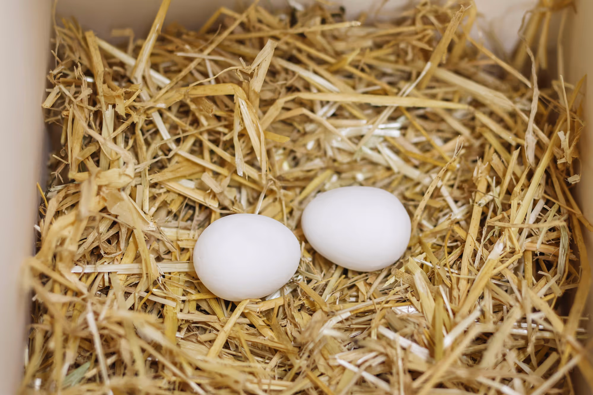 Oeuf factices en argile 2 pièces