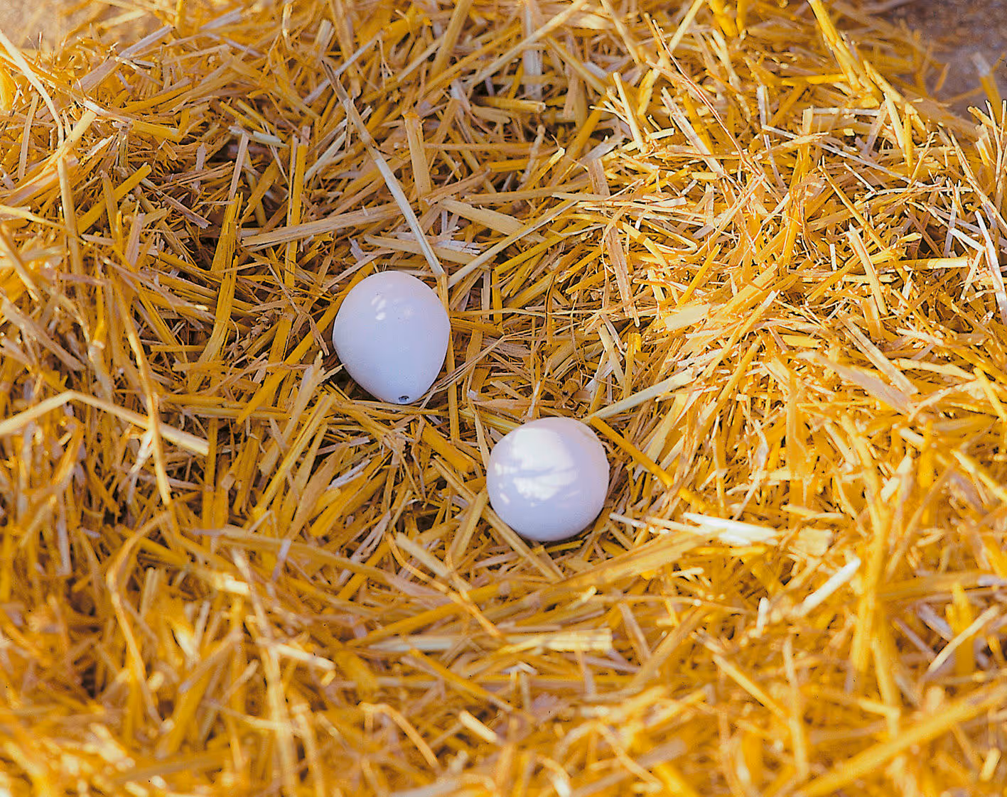 Oeuf factices en argile 2 pièces