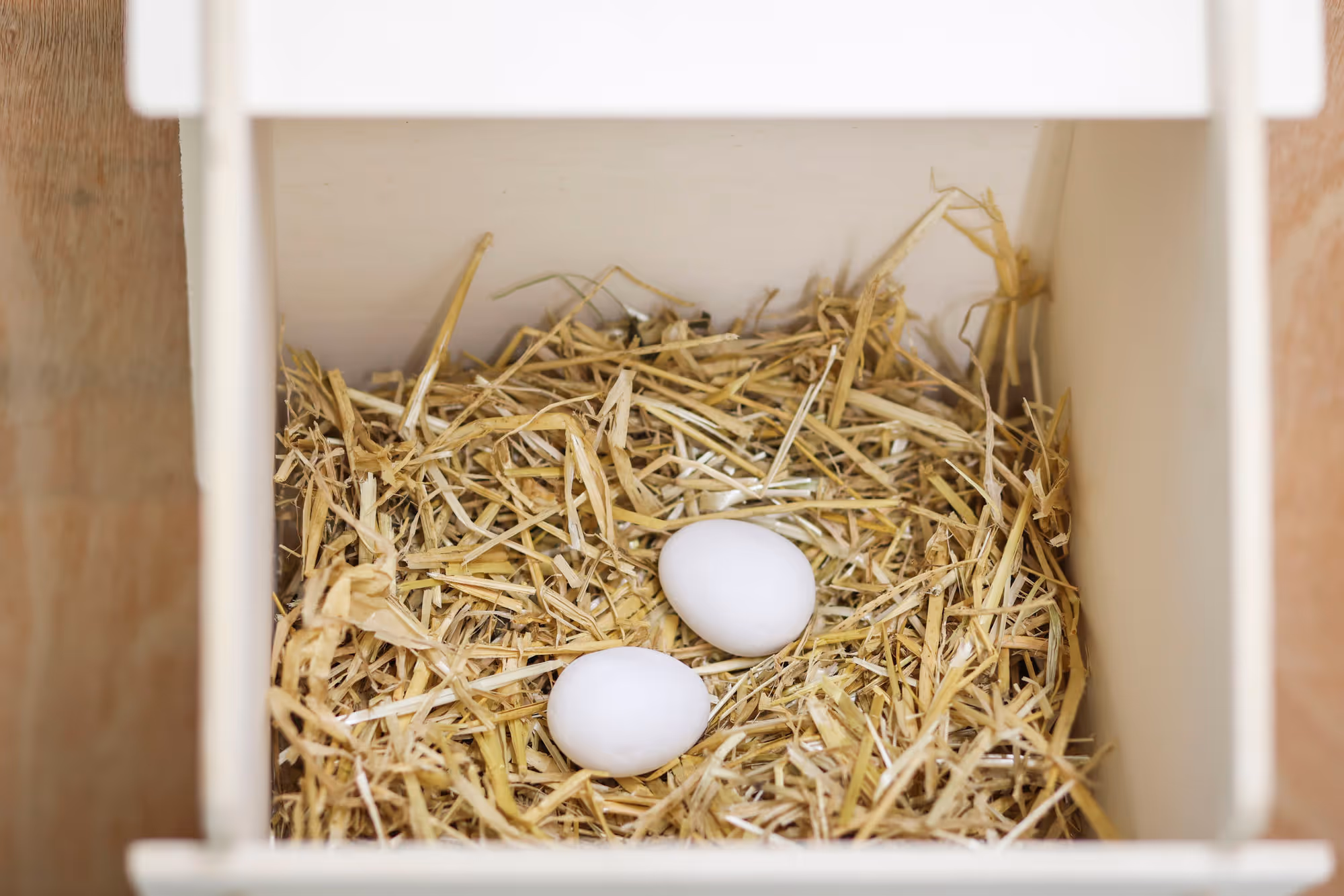 Oeuf factices en argile 2 pièces