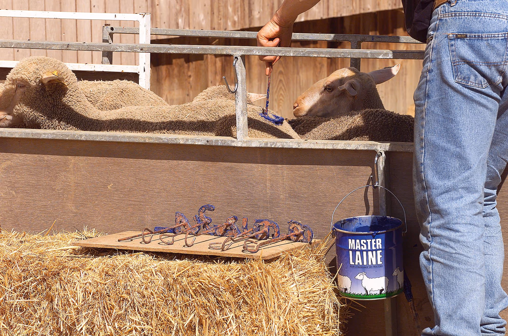 Peinture mouton 4 kg bleu - UKAL