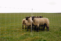 Piquet de rechange WolfNet 122cm, simple pointe