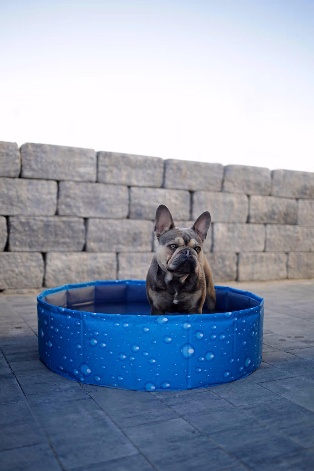 Piscine pour chien Bubble bleu, Ø80cm, 100L