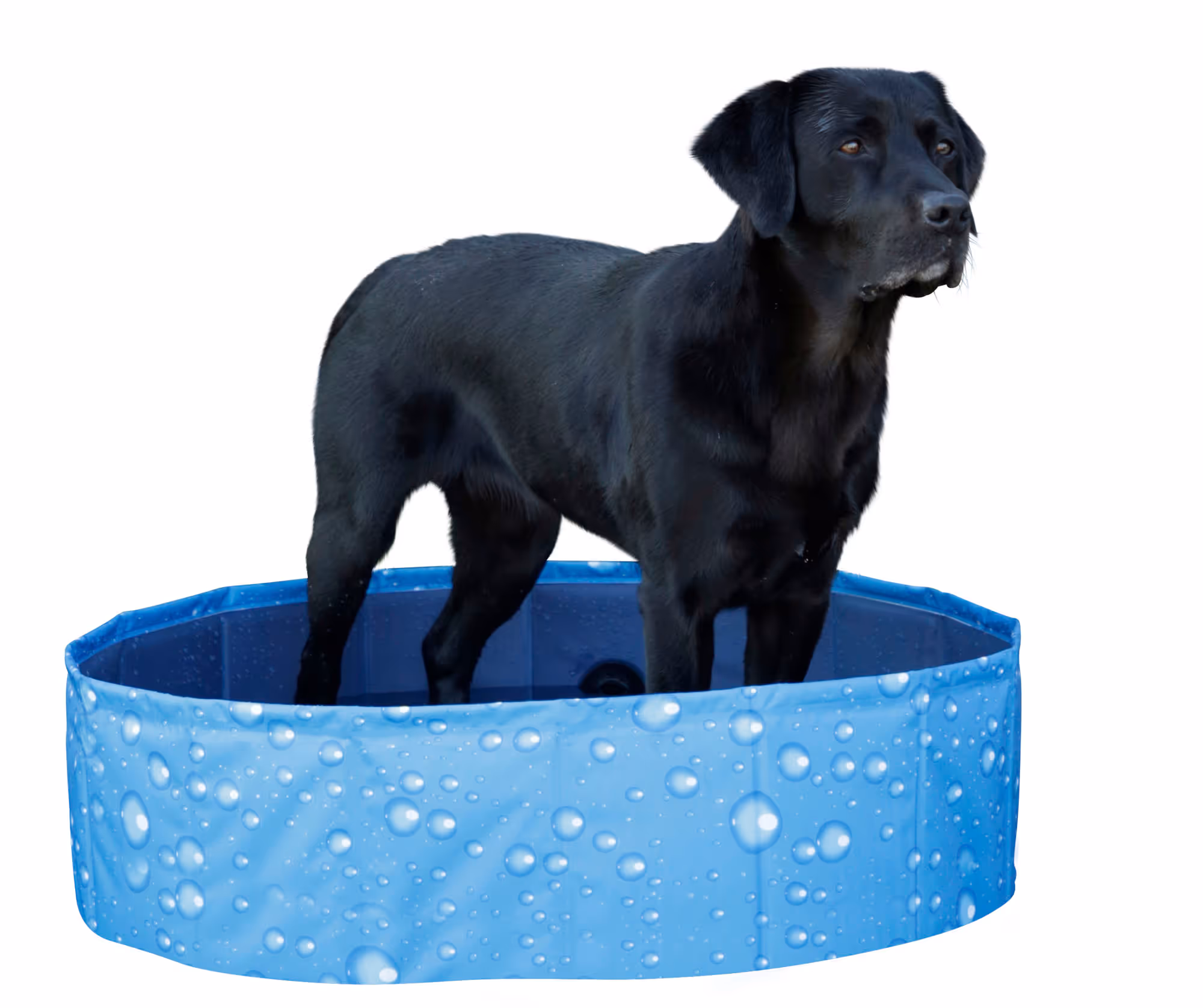 Piscine pour chien Bubble bleu, Ø80cm, 100L