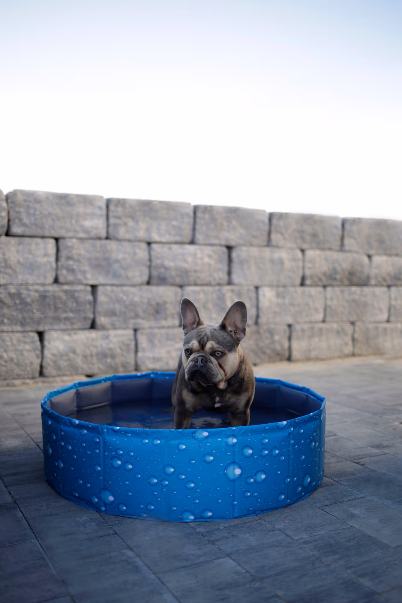 Piscine pour chien Bubble bleu, Ø80cm, 100L