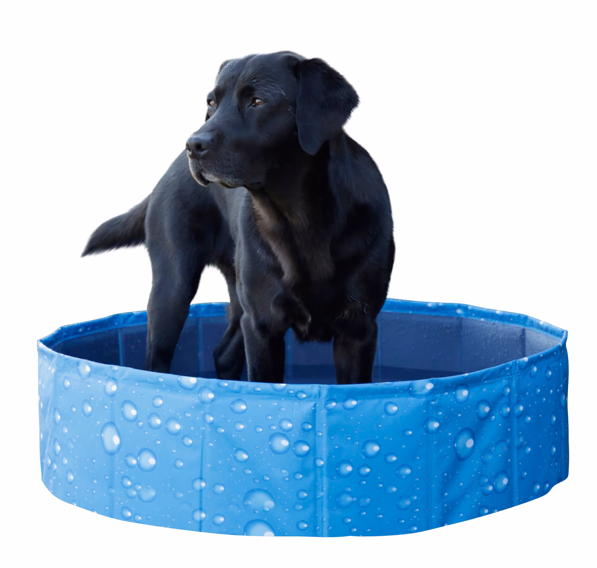 Piscine pour chien Bubble bleu, Ø80cm, 100L