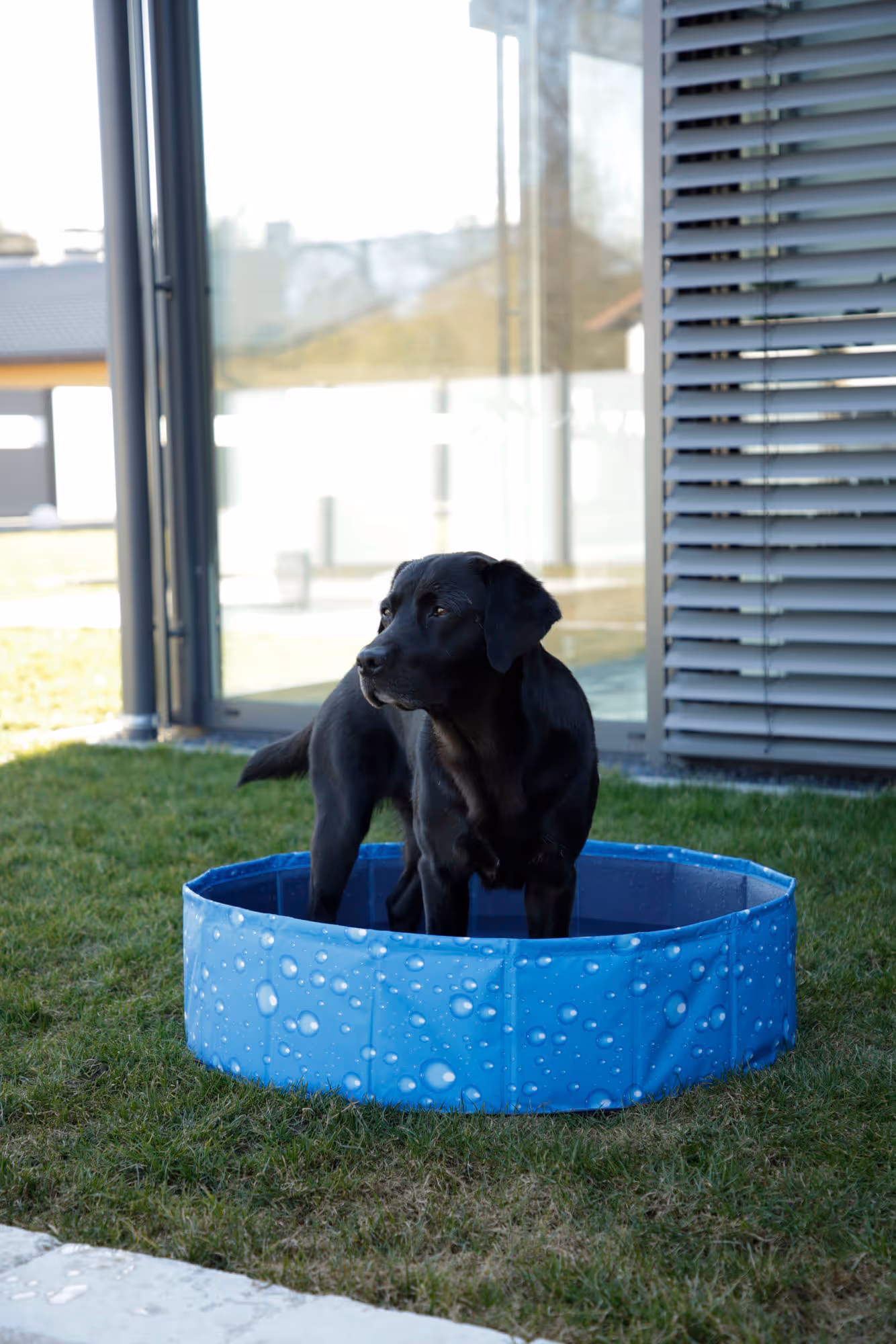 Piscine pour chien Bubble bleu, Ø80cm, 100L