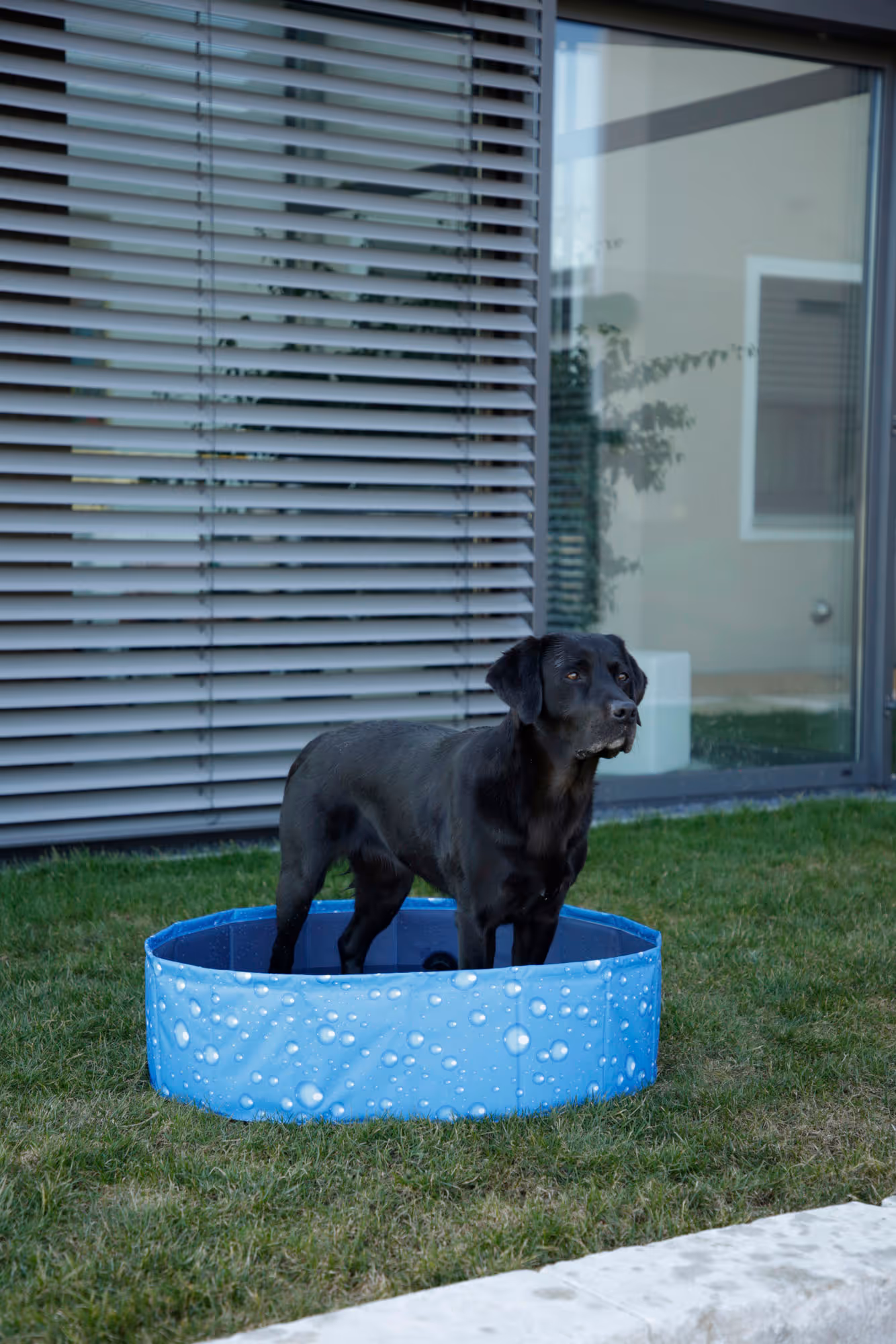 Piscine pour chien Bubble bleu, Ø80cm, 100L