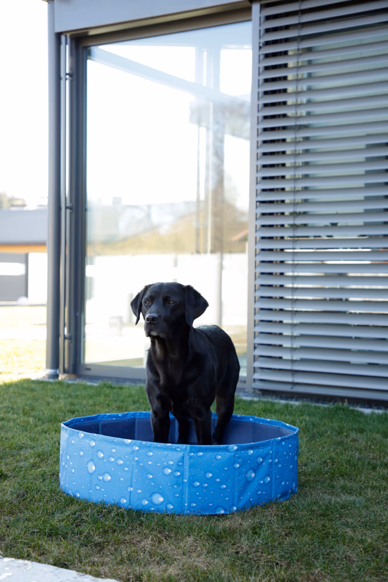 Piscine pour chien Bubble bleu, Ø80cm, 100L