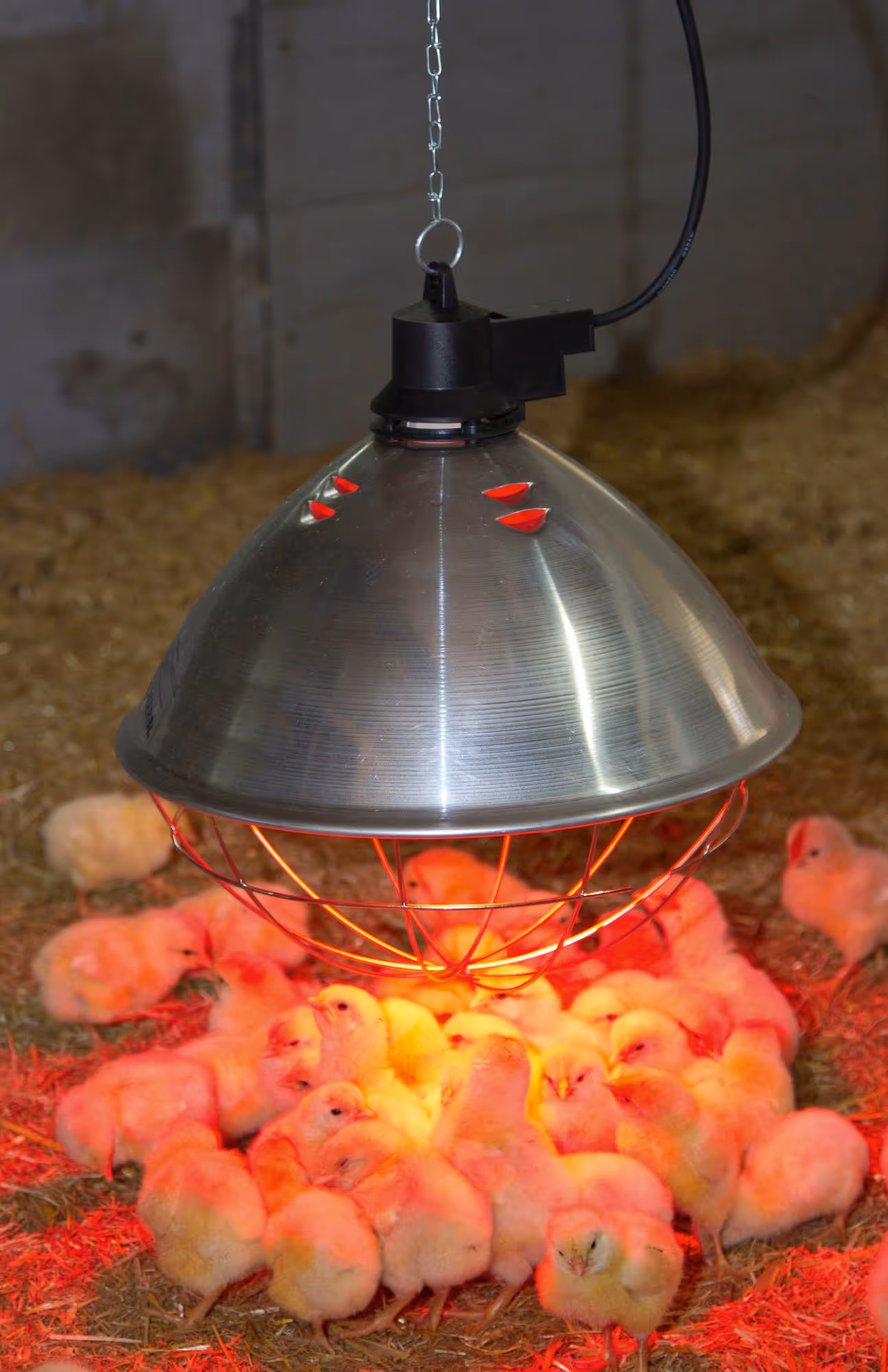 Protecteur de lampe infrarouge Ø35cm, câble 5m