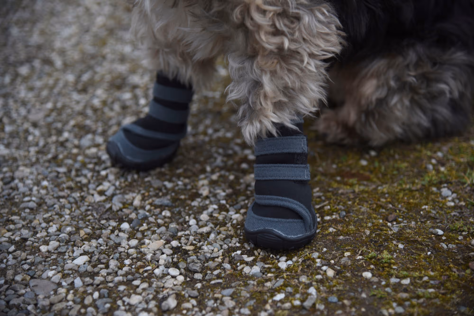 Protection des pattes Active T. M gris/noir