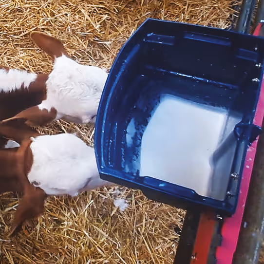 SEAU À 2 TÉTINES CALF-BUDDY