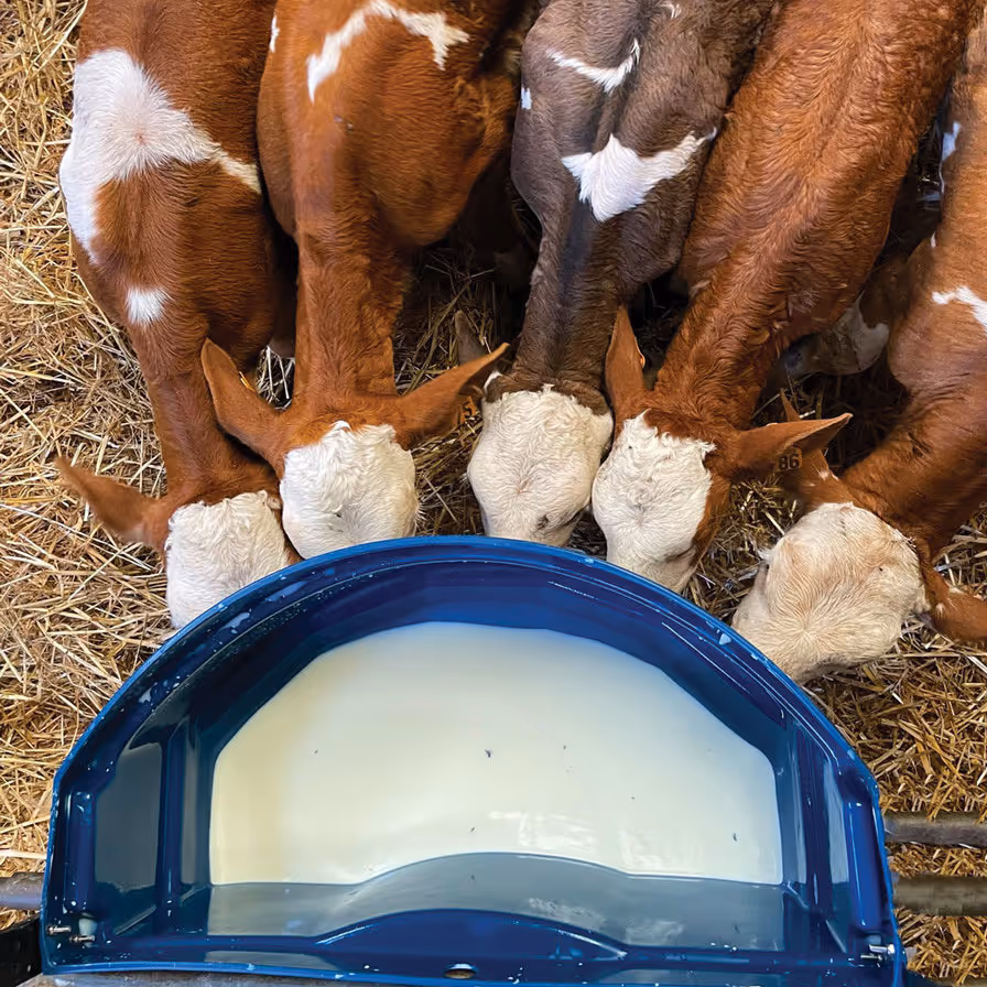 SEAU À 5 TÉTINES CALF-BUDDY