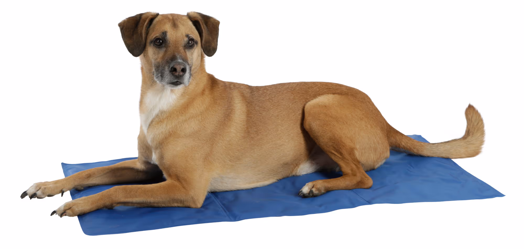 Tapis rafraîchissant CoolRelax bleu, 50x40cm
