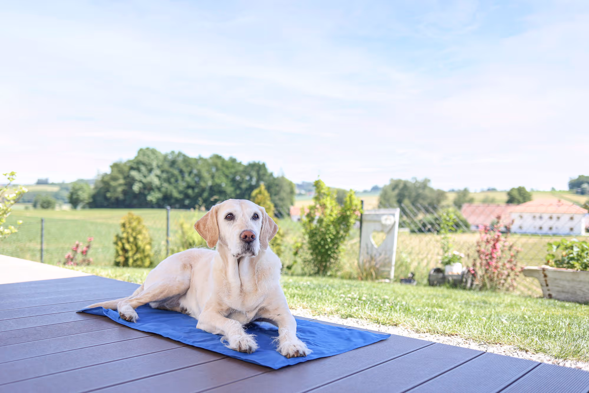 Tapis rafraîchissant CoolRelax bleu, 50x40cm