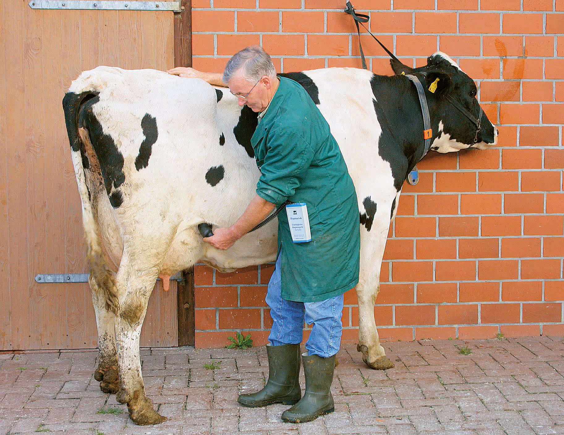 Testeur de gestation HK pour vaches