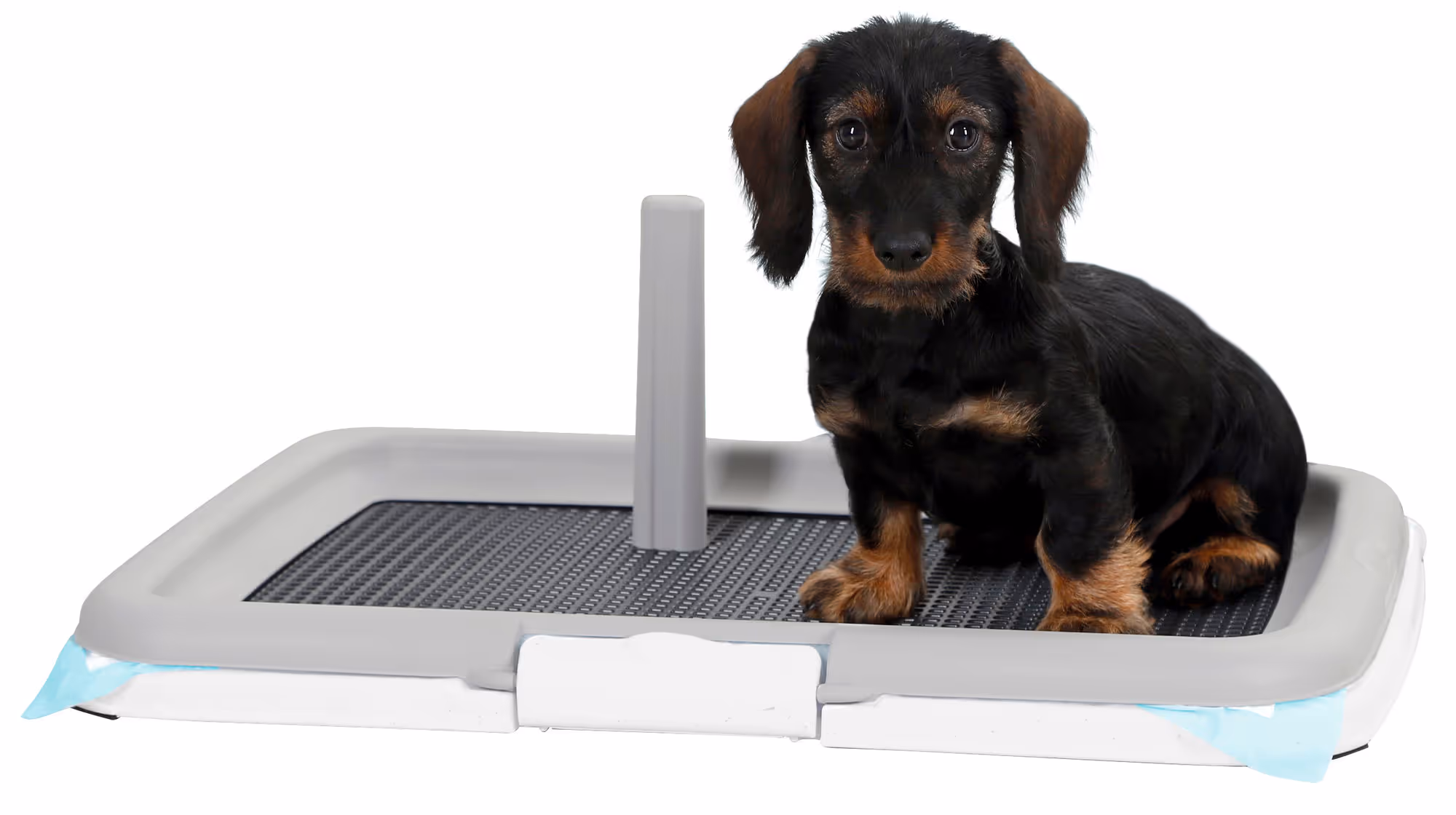 Toilettes pour chiots Training Set Puppy, 60X40X4cm