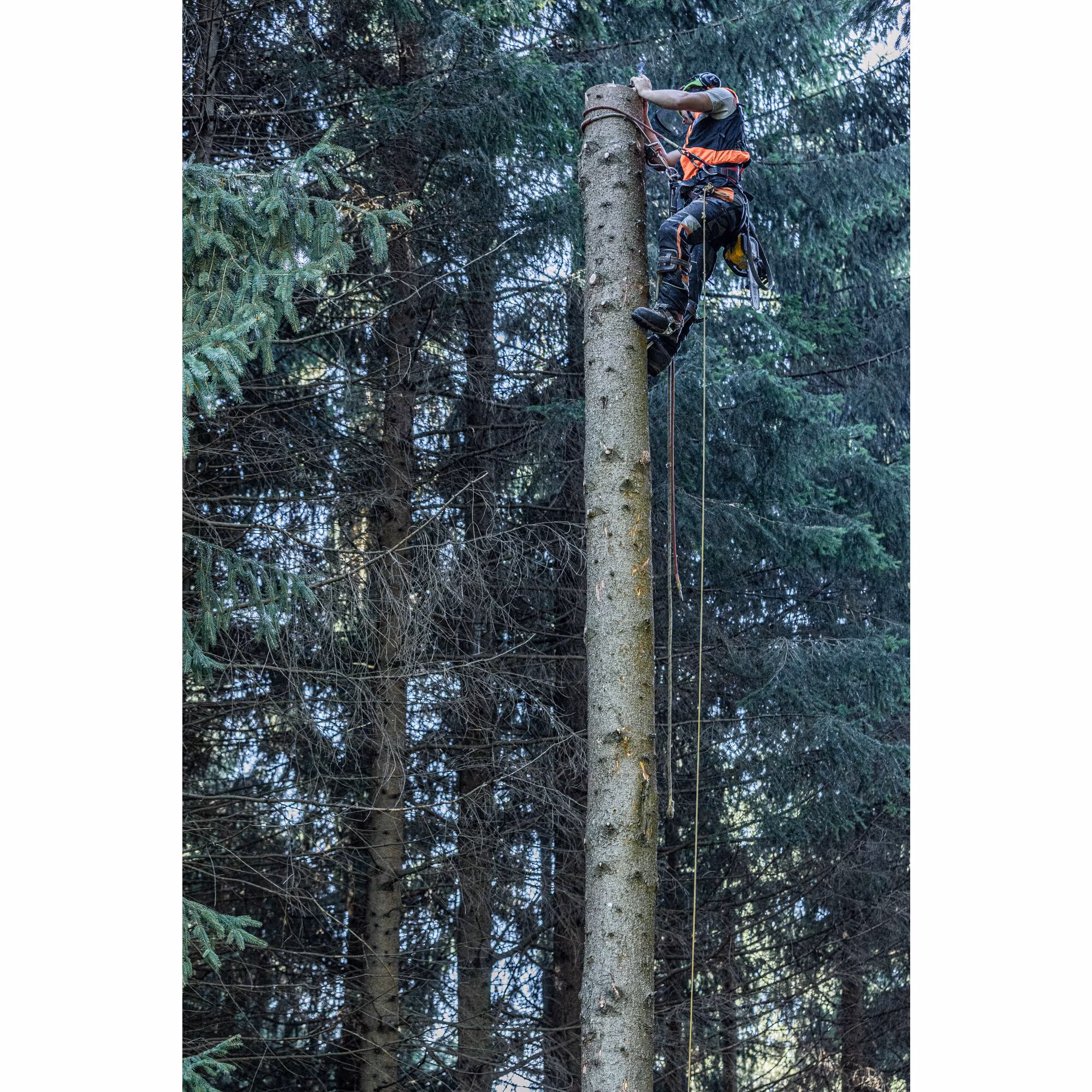 Tronçonneuse d'élagage 35 cm XR FLEXVOLT 54V Brushless