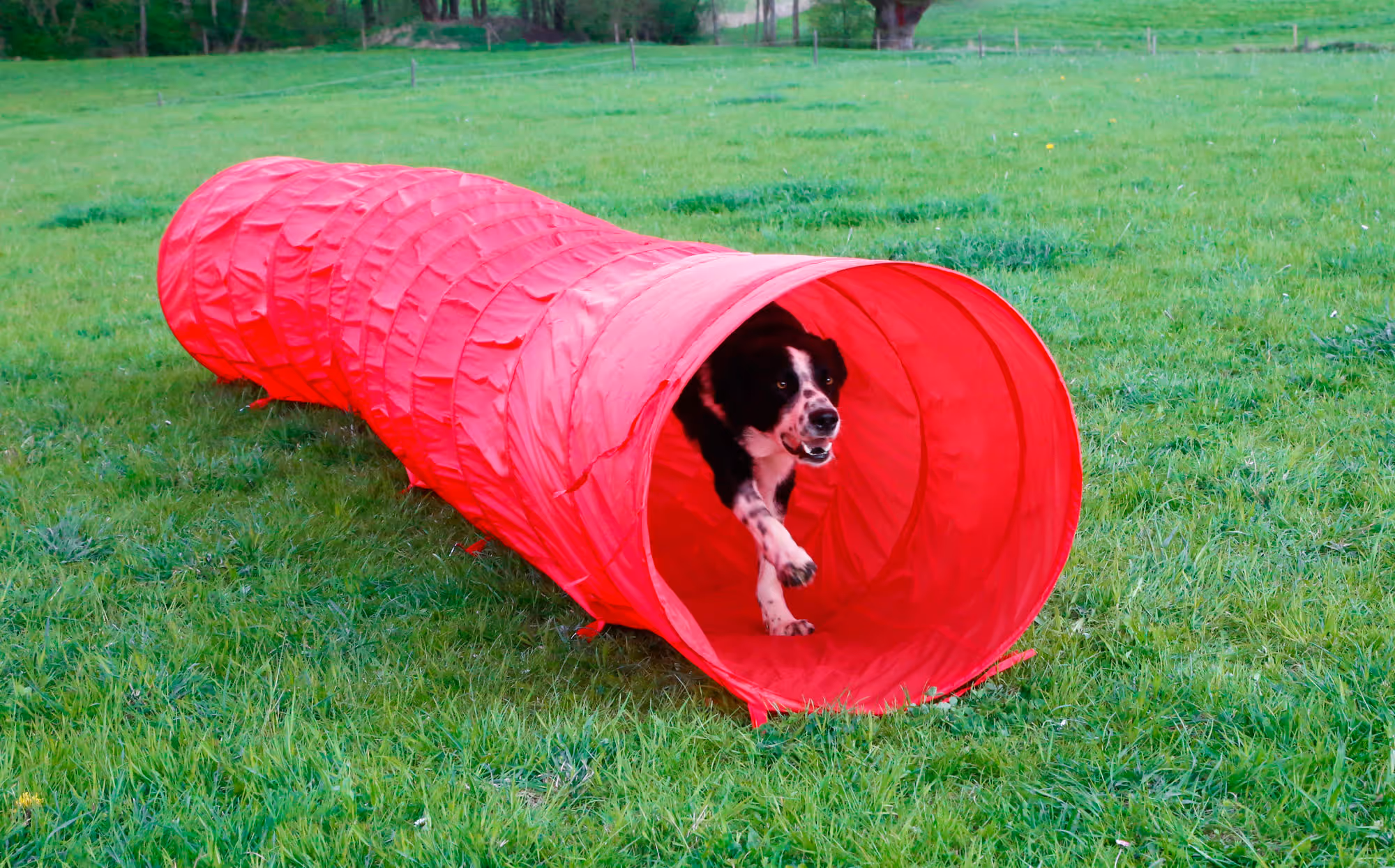 Tunnel Agility rouge, Ø60cm, 5m