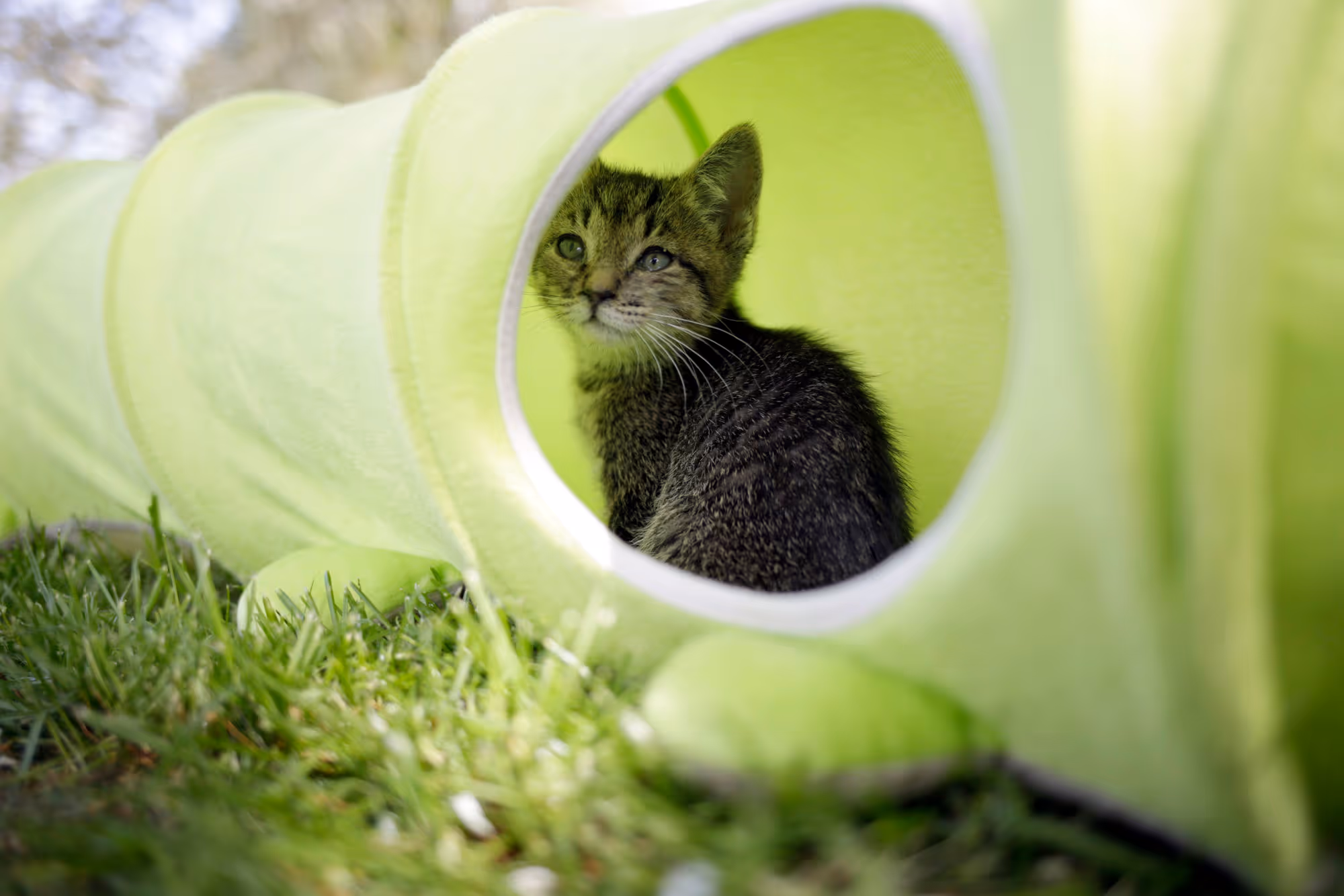 Tunnel pour chat Raupe 