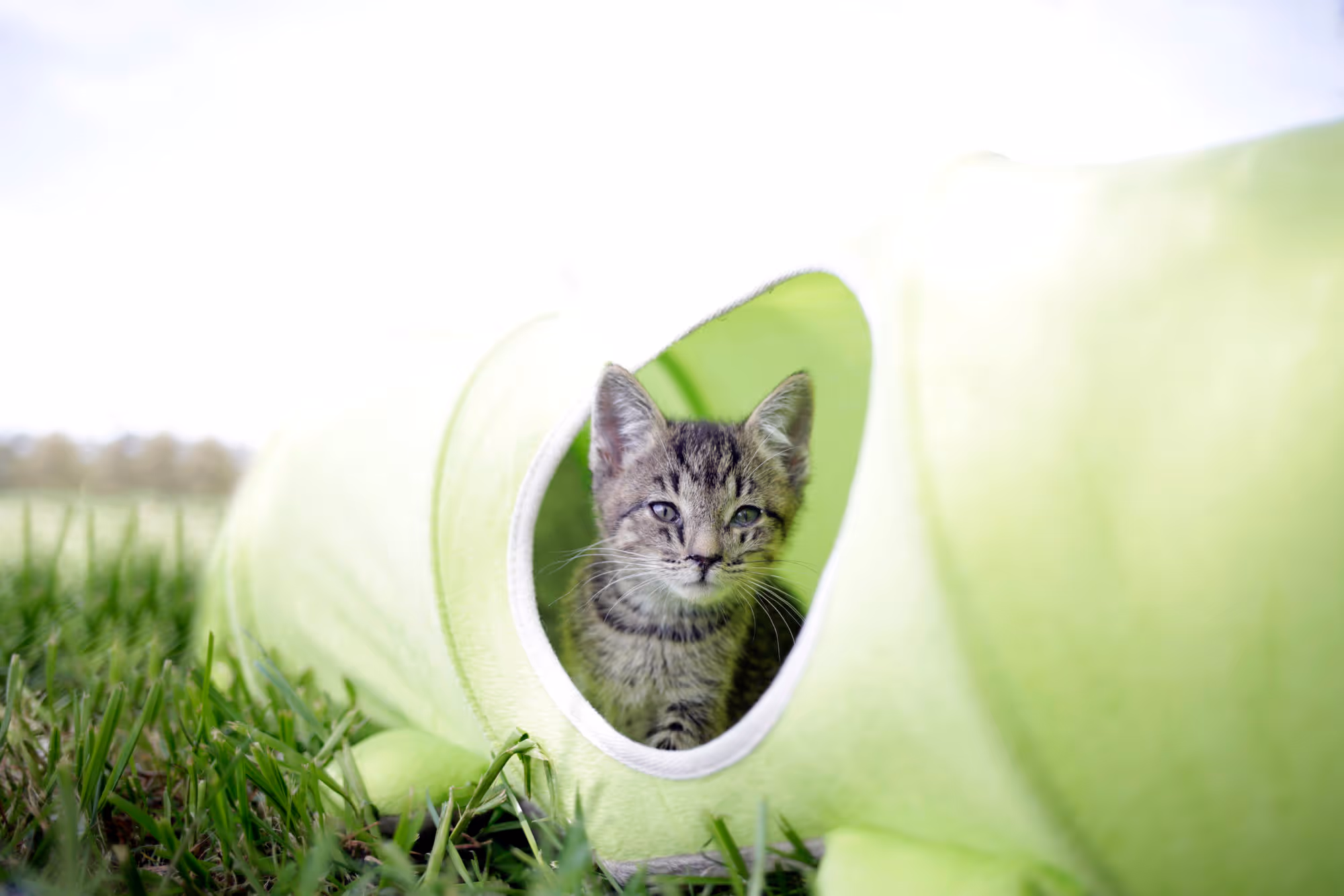 Tunnel pour chat Raupe 