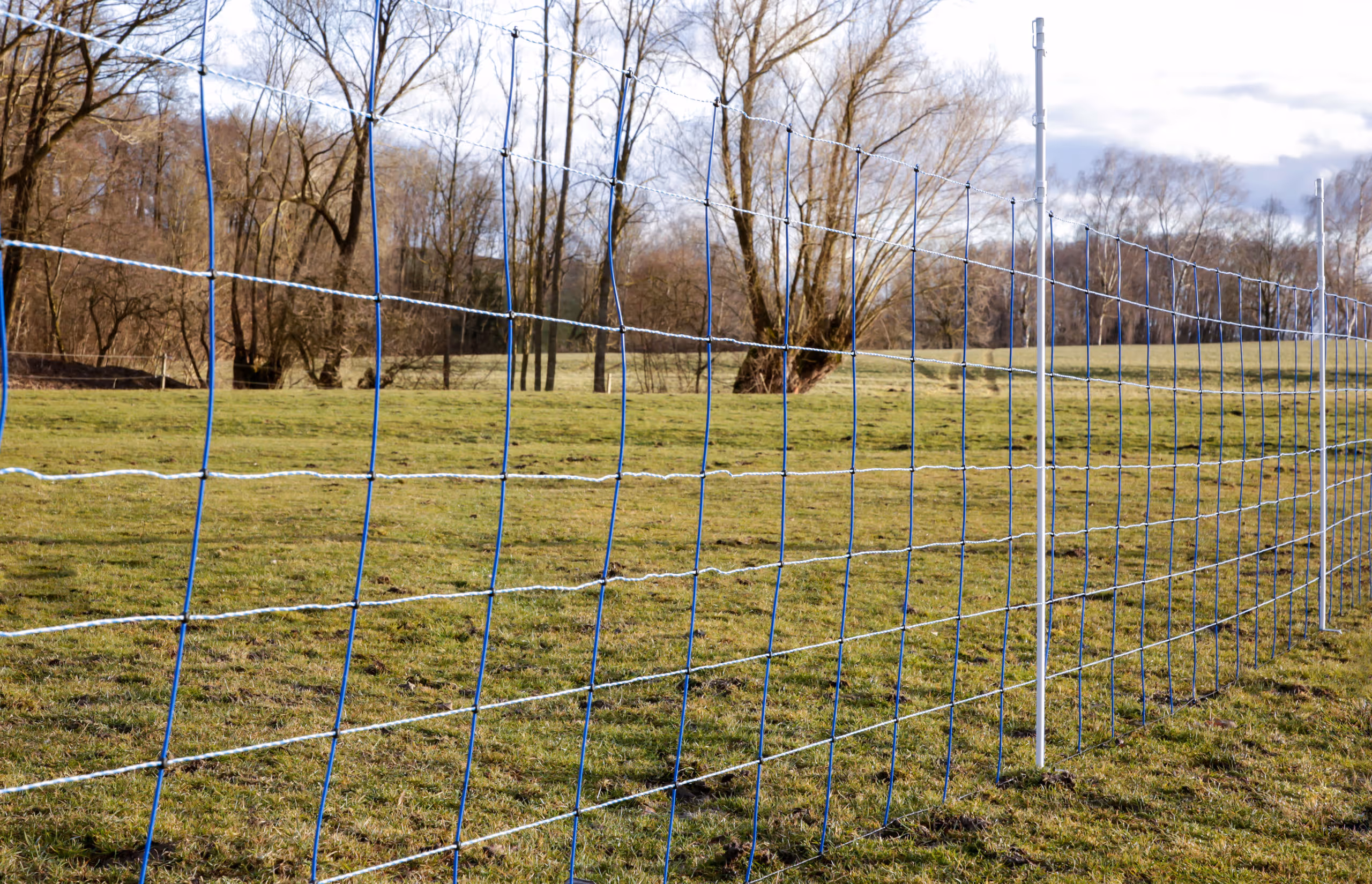 WolfNet 141 cm 50 m bleu/blanc Simple pointe