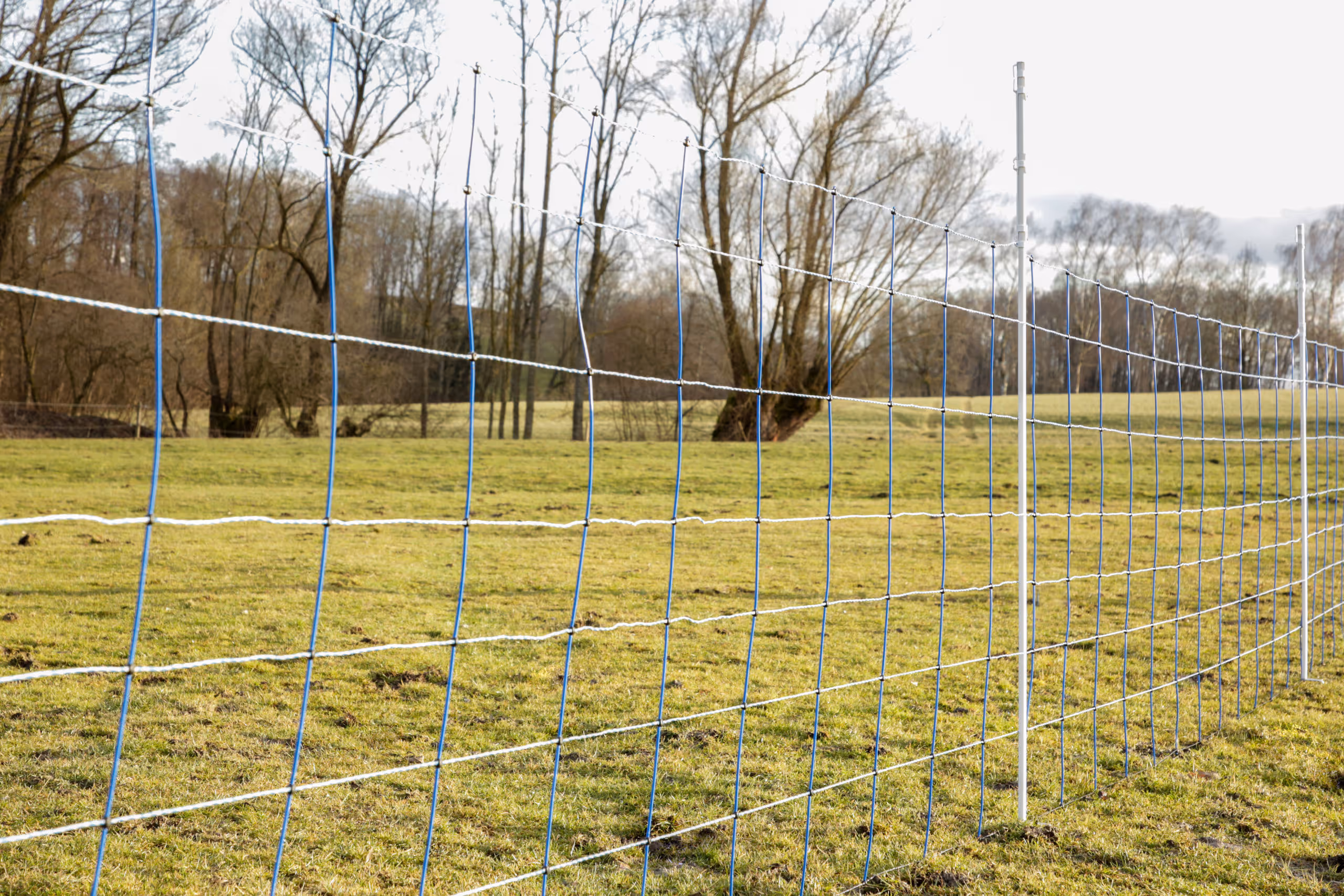 WolfNet 141 cm 50 m bleu/blanc Simple pointe